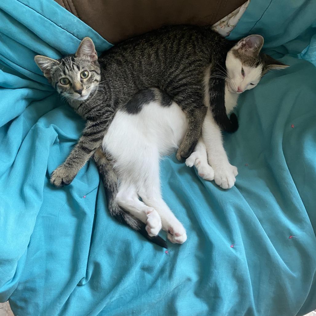 Enlarge Finnick, a Adoptable Domestic Short Hair in Bismarck, ND image 5/6
