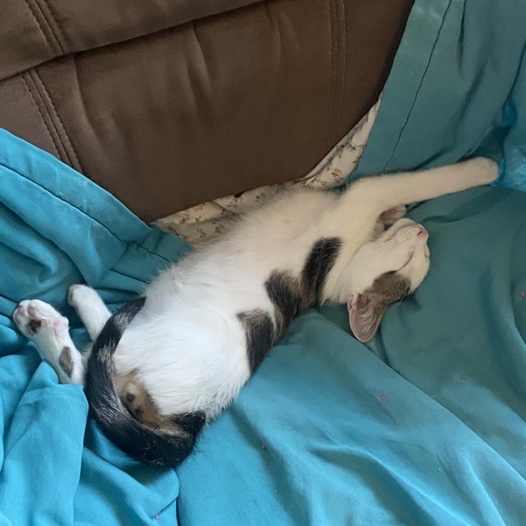 Enlarge Finnick, a Adoptable Domestic Short Hair in Bismarck, ND image 6/6