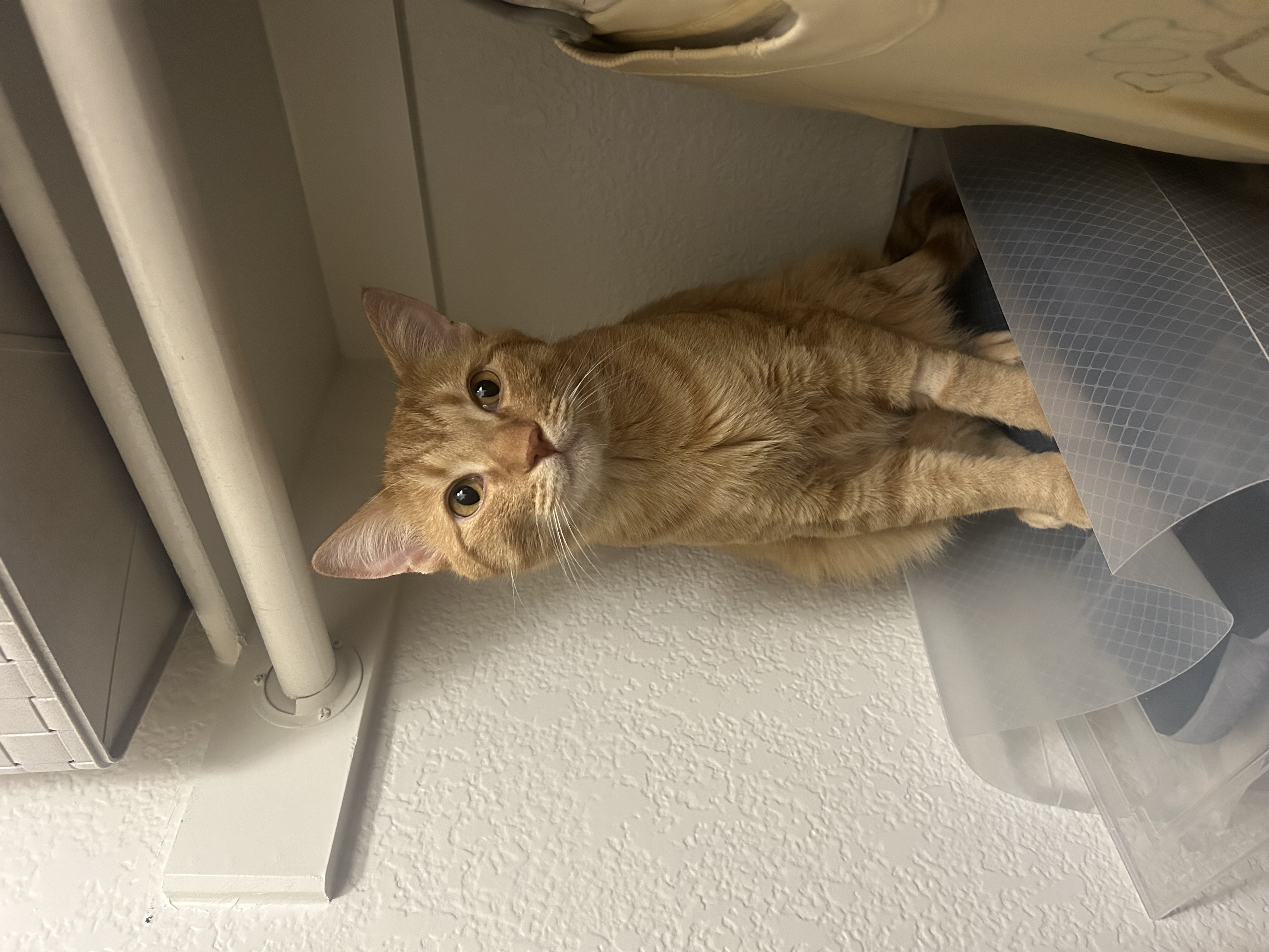 Cat for adoption Carter, a Domestic Short Hair in queen creek, AZ