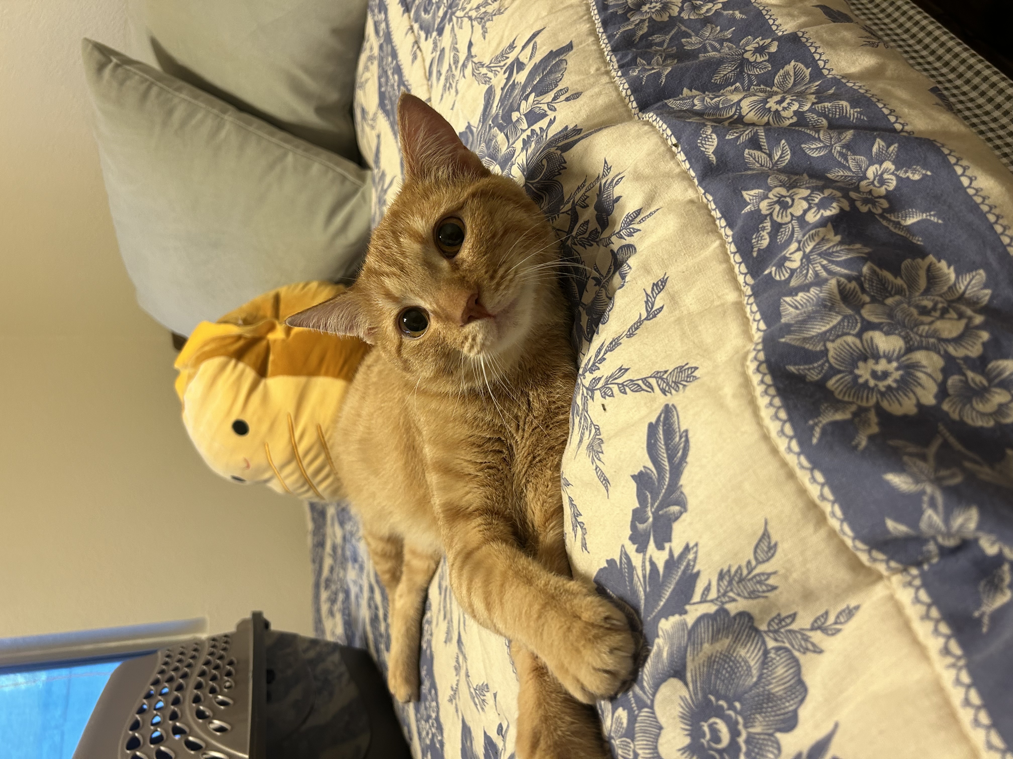 Cat for adoption Carter, a Domestic Short Hair in queen creek, AZ