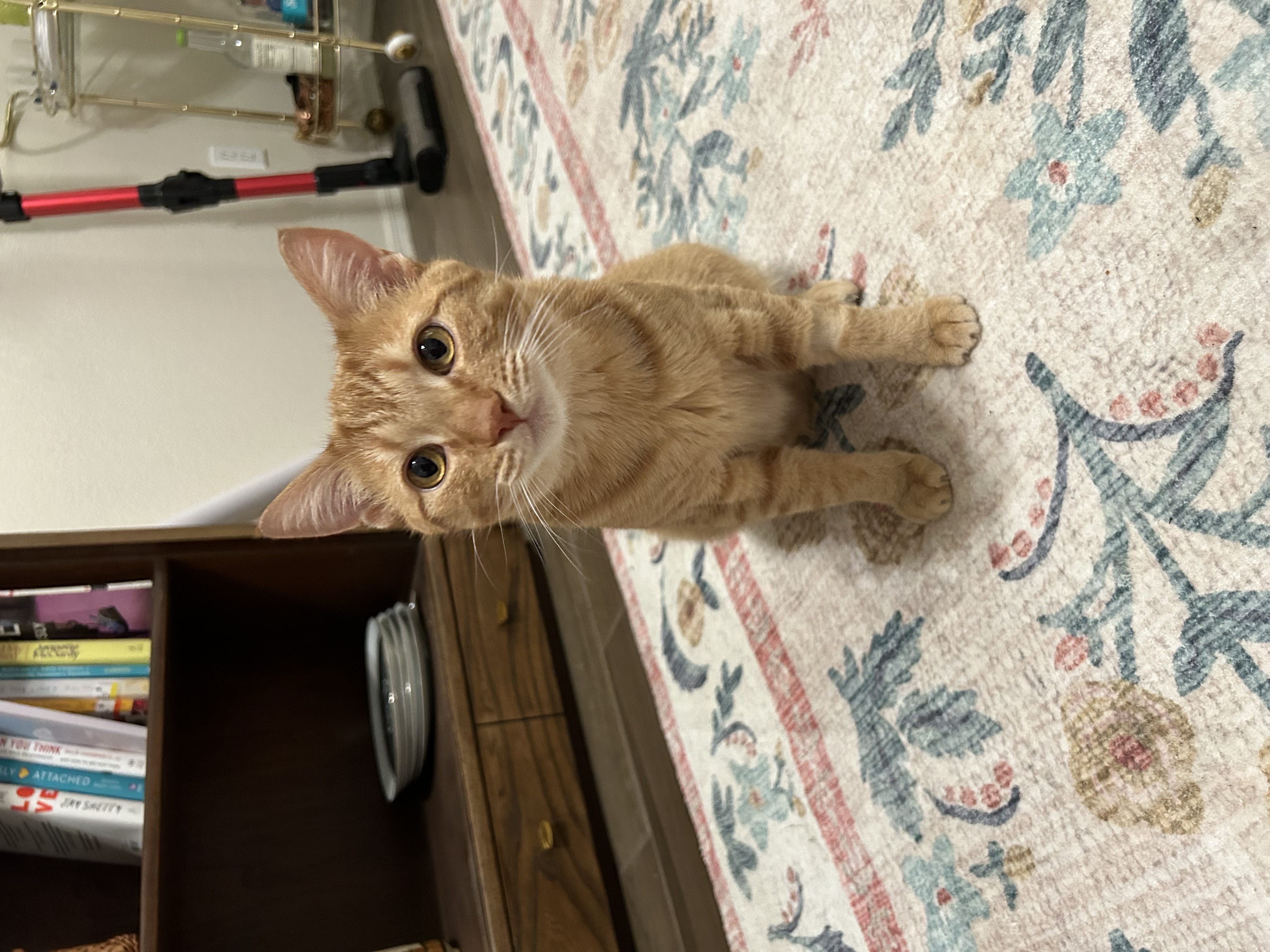 Cat for adoption Carter, a Domestic Short Hair in queen creek, AZ