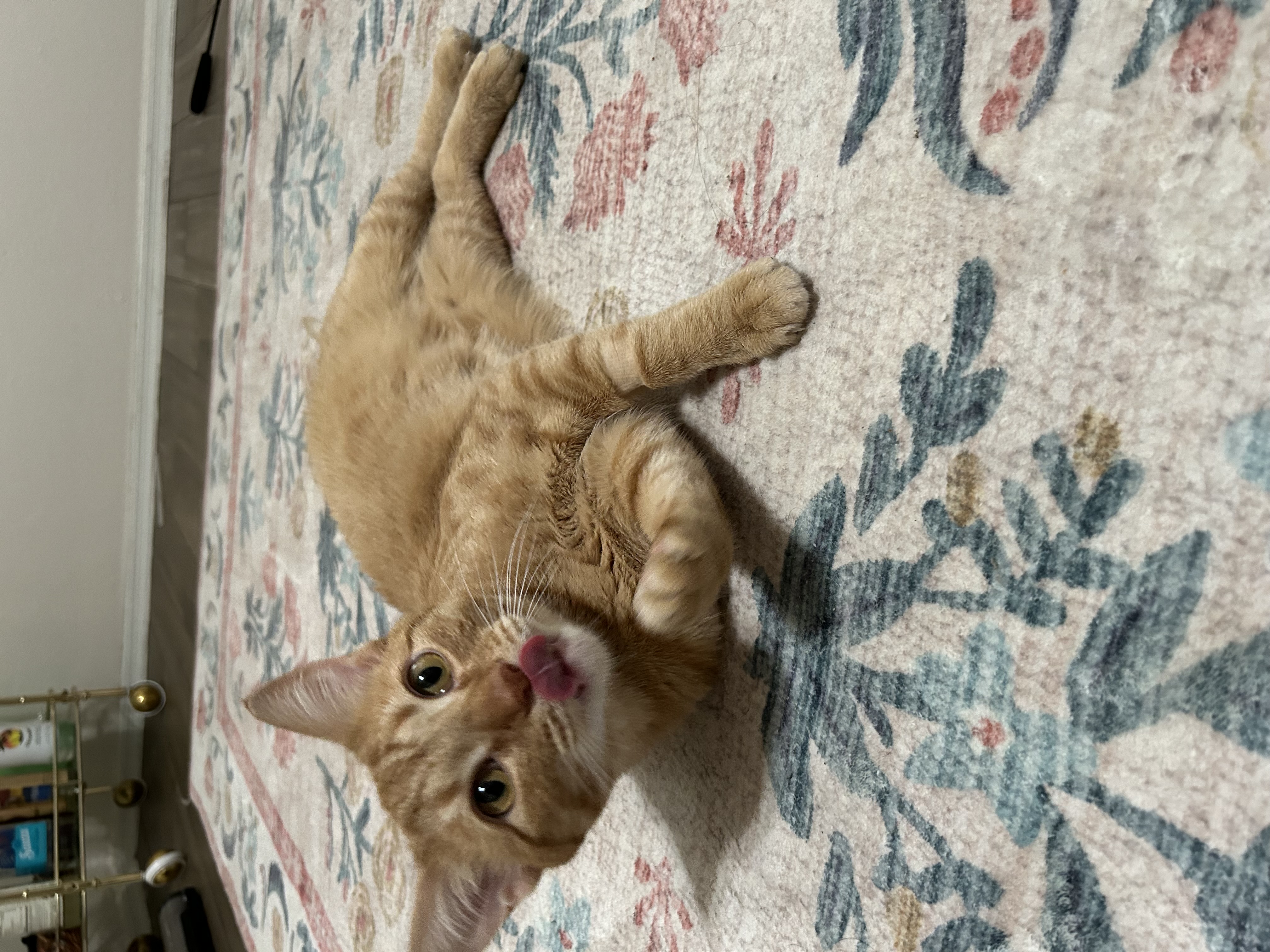 Cat for adoption Carter, a Domestic Short Hair in queen creek, AZ