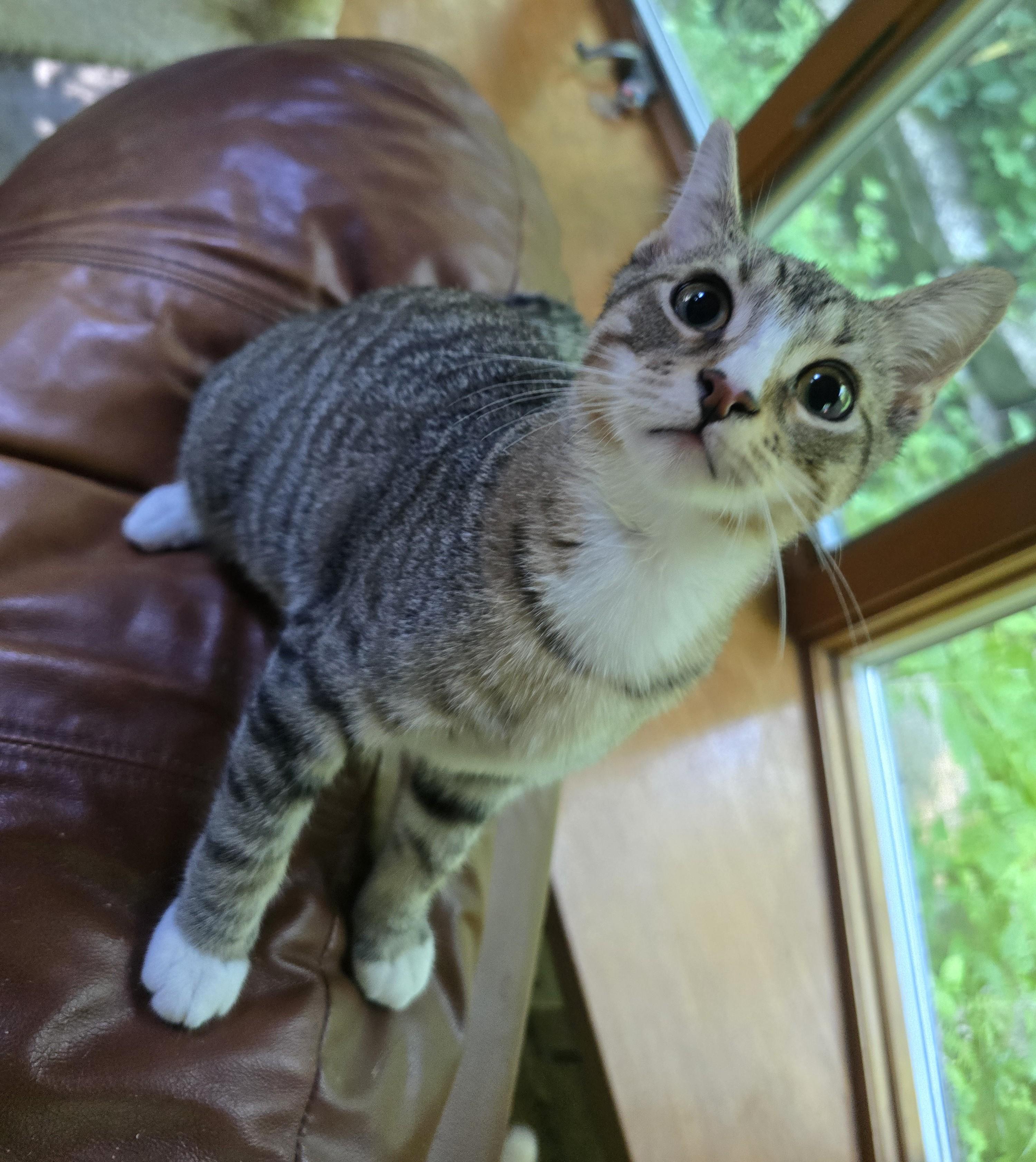 Chow, a Adoptable Domestic Short Hair in River Falls, WI image 4/5