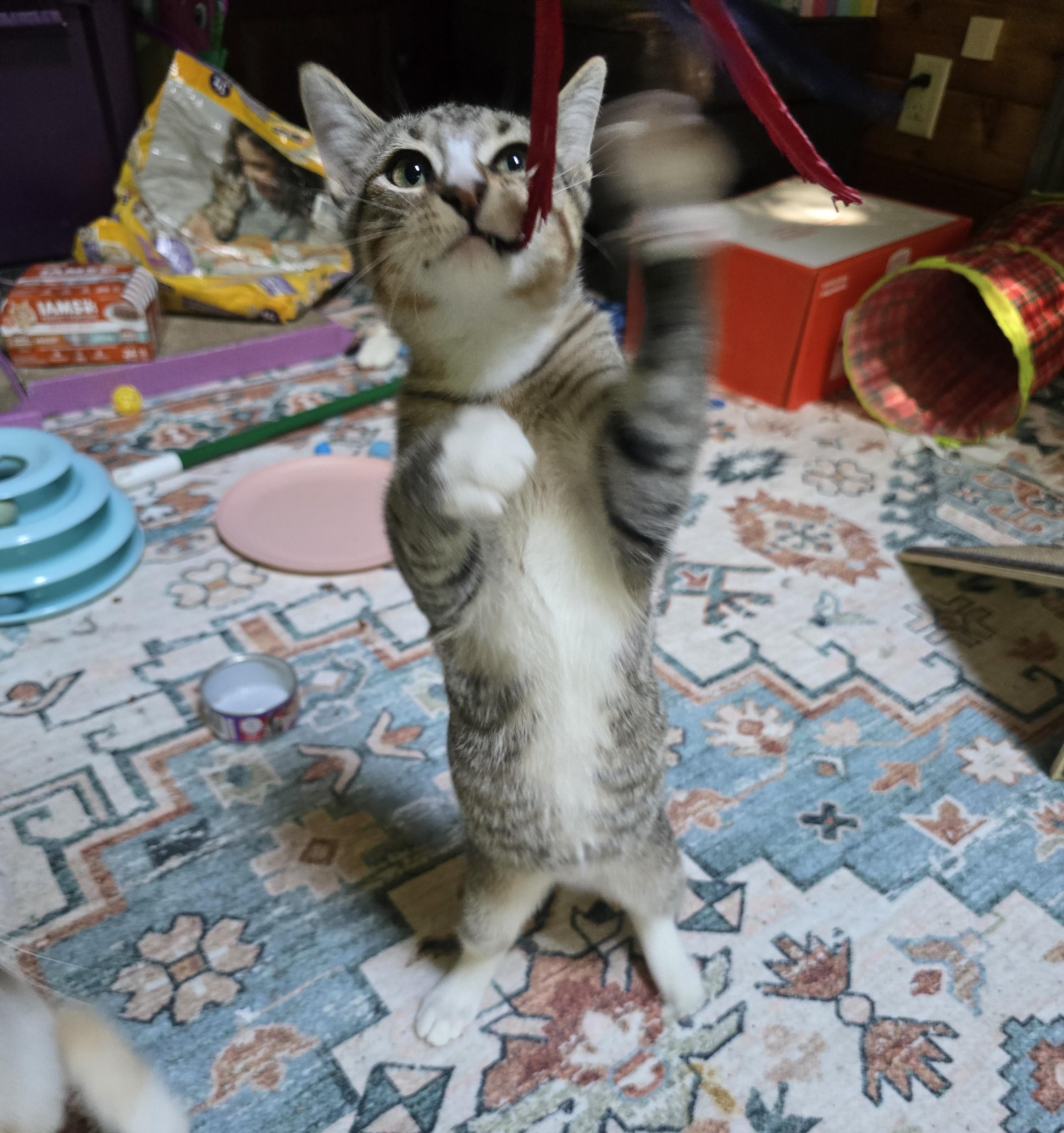 Chow, a Adoptable Domestic Short Hair in River Falls, WI image 2/5