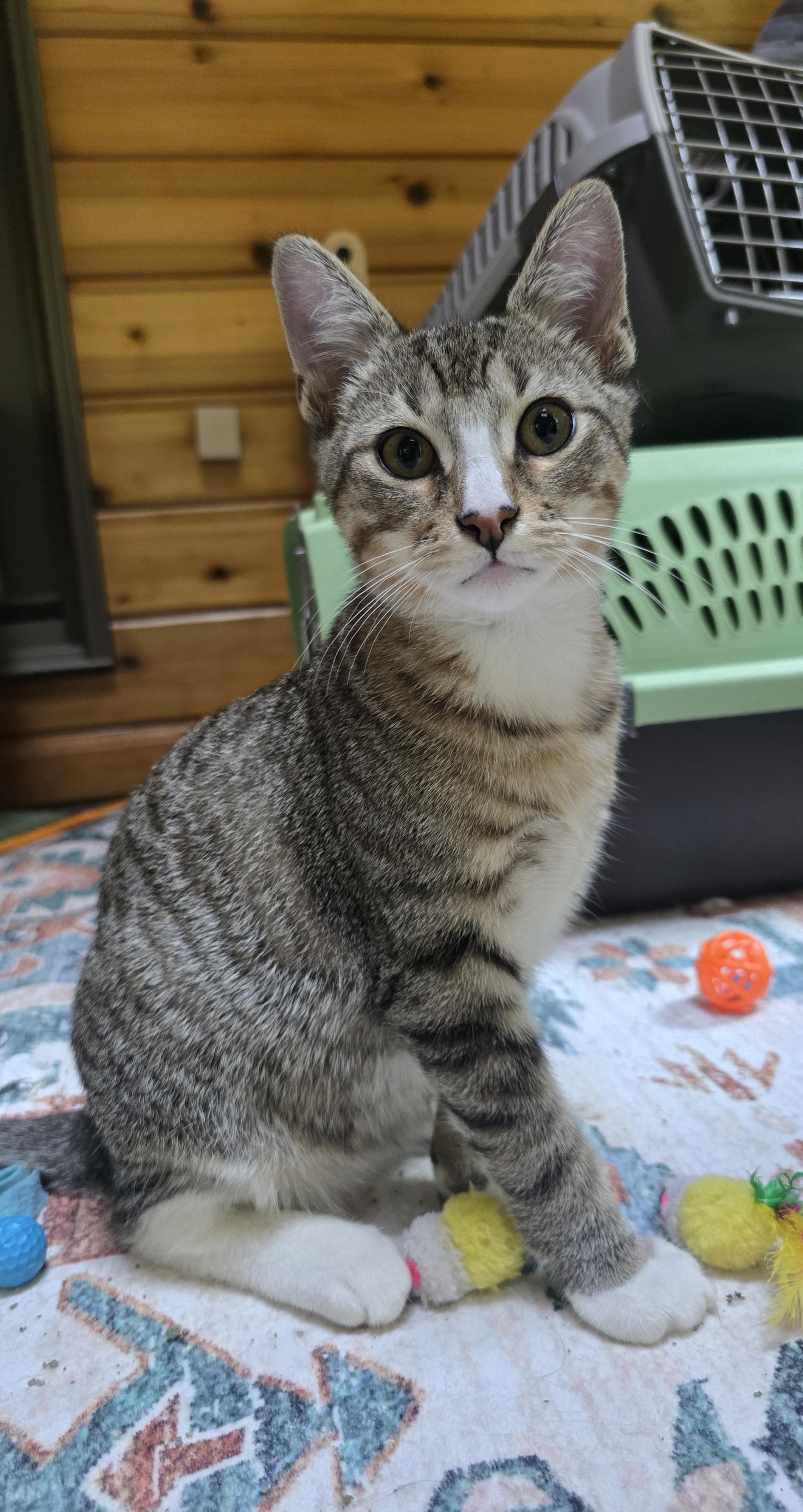 Chow, a Adoptable Domestic Short Hair in River Falls, WI image 5/5