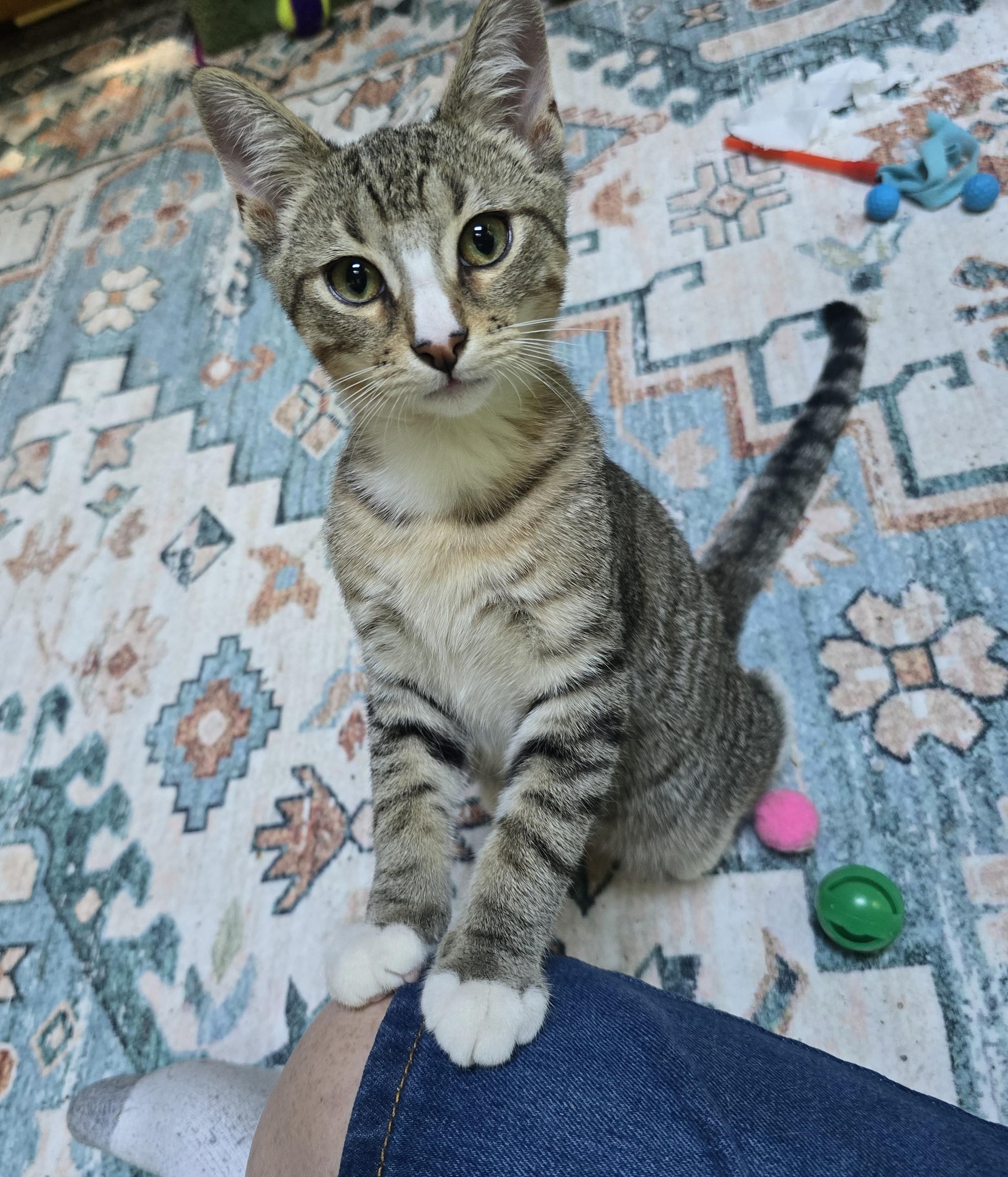 Chow, Adoptable, Young Male Domestic Short Hair.