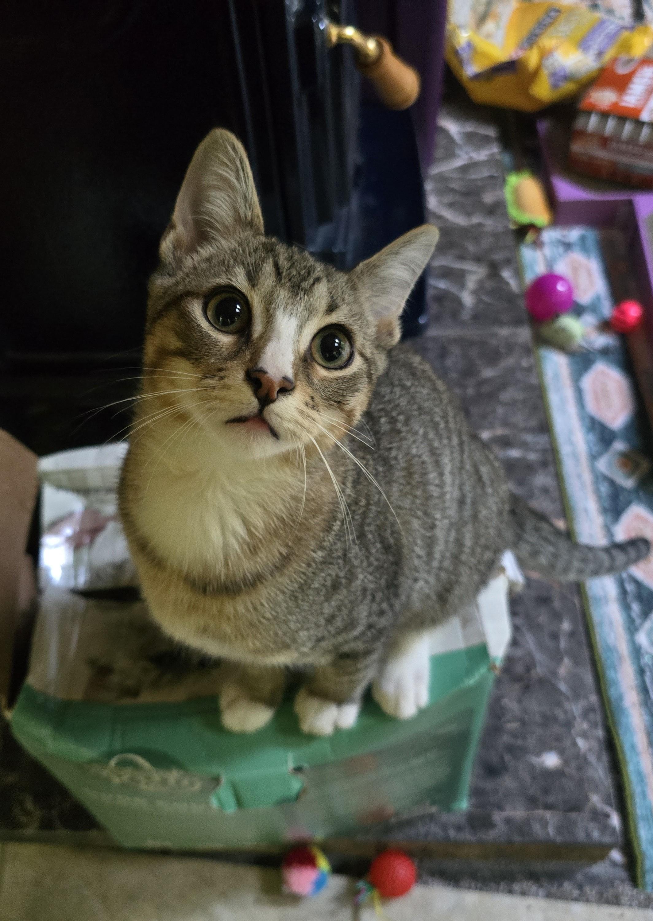 Chow, a Adoptable Domestic Short Hair in River Falls, WI image 3/5