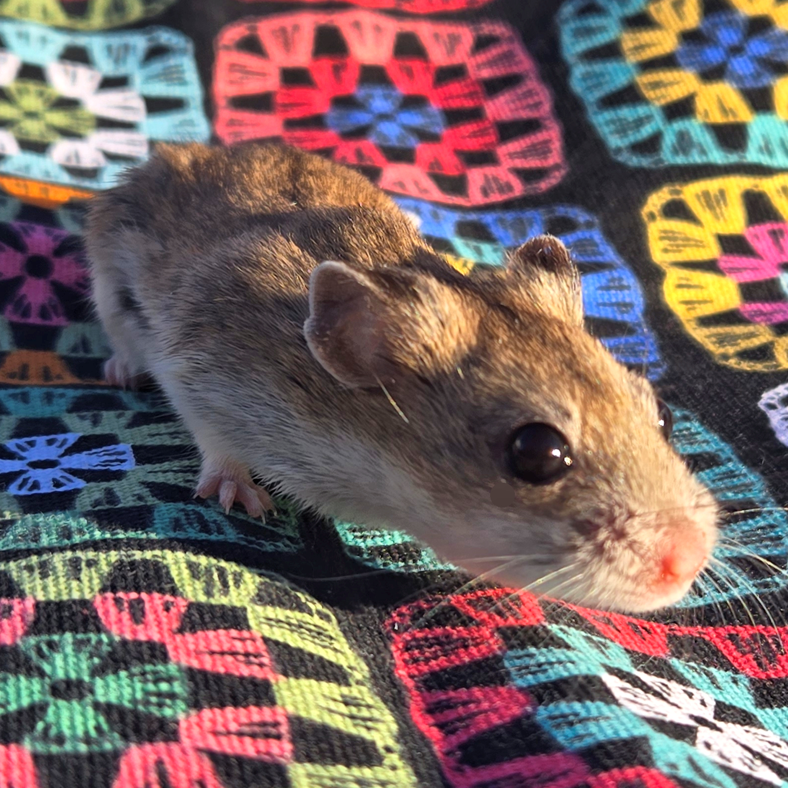 Luna