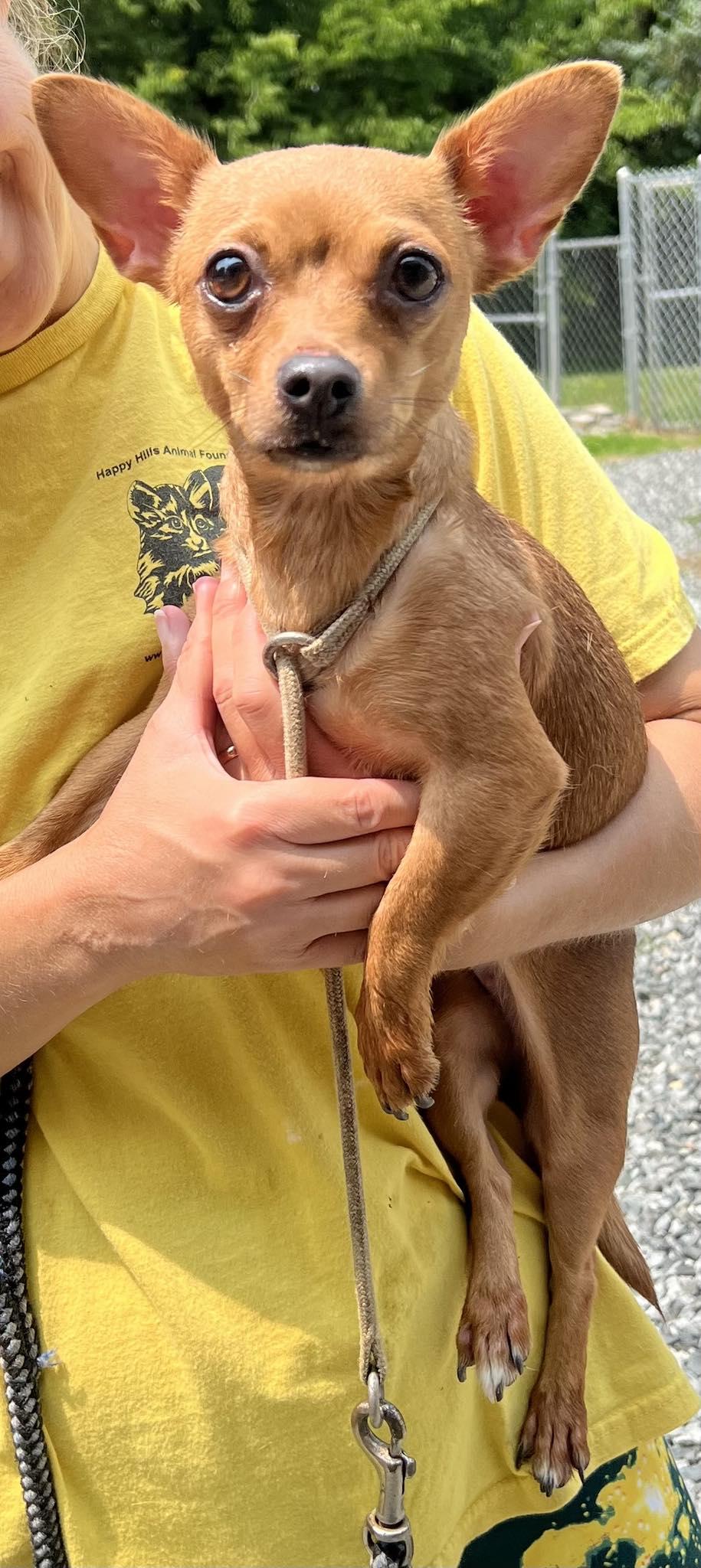 Zoey, Adoptable, Adult Female Chihuahua.