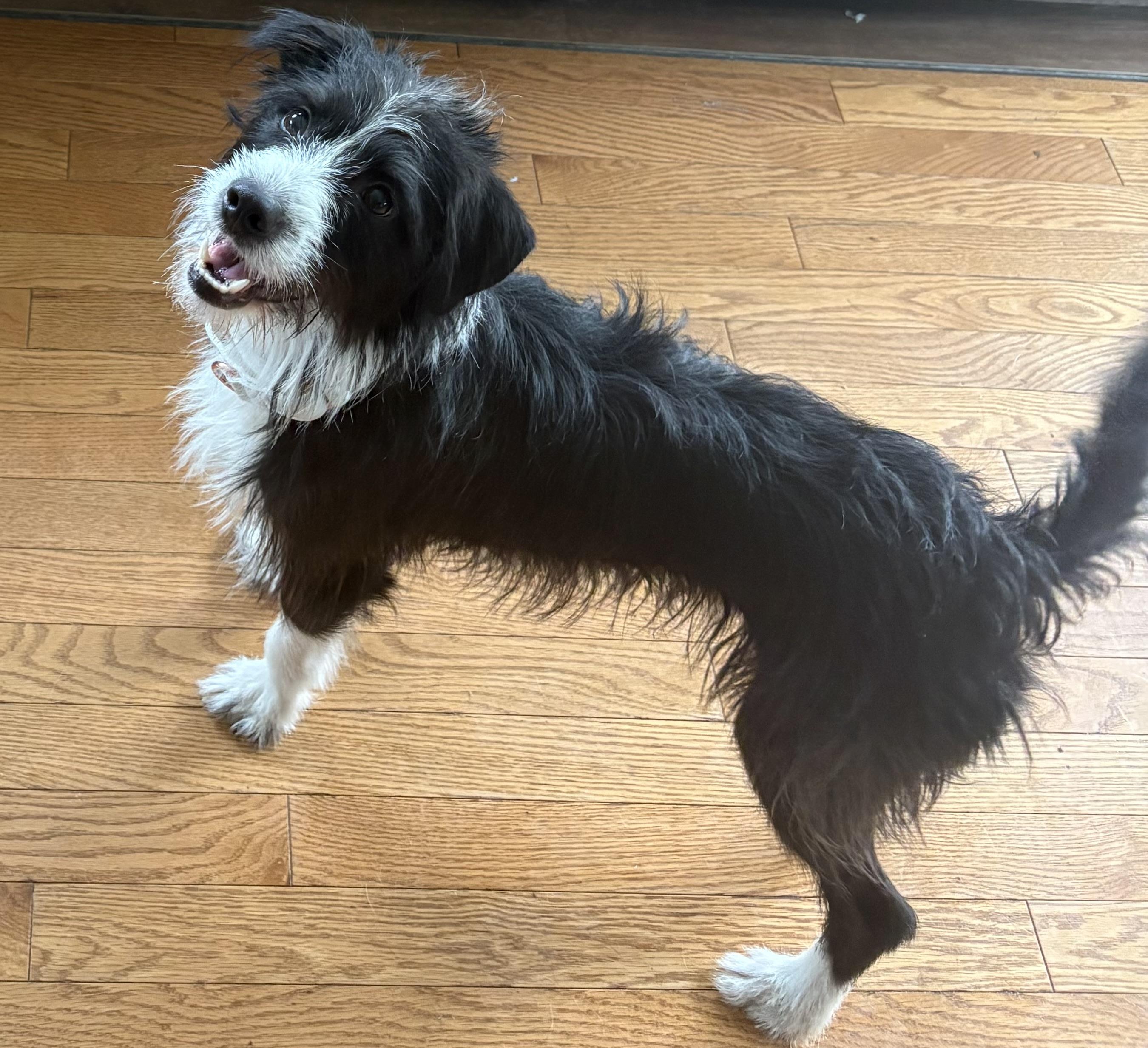 Enlarge Benjamin Leonard, an adopted mixed breed in Chelmsford, MA image 4/5