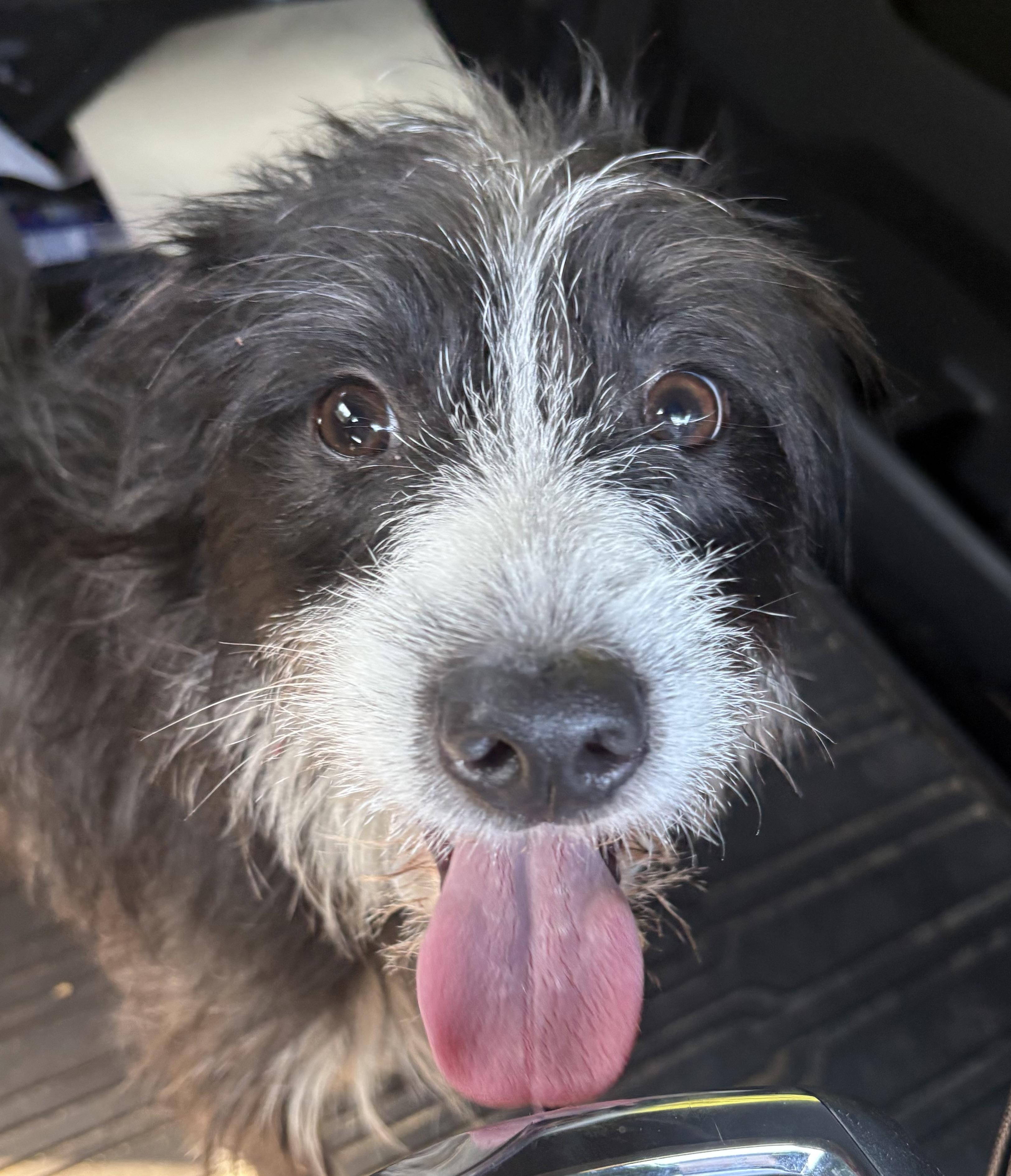 Enlarge Benjamin Leonard, an adopted mixed breed in Chelmsford, MA image 3/5