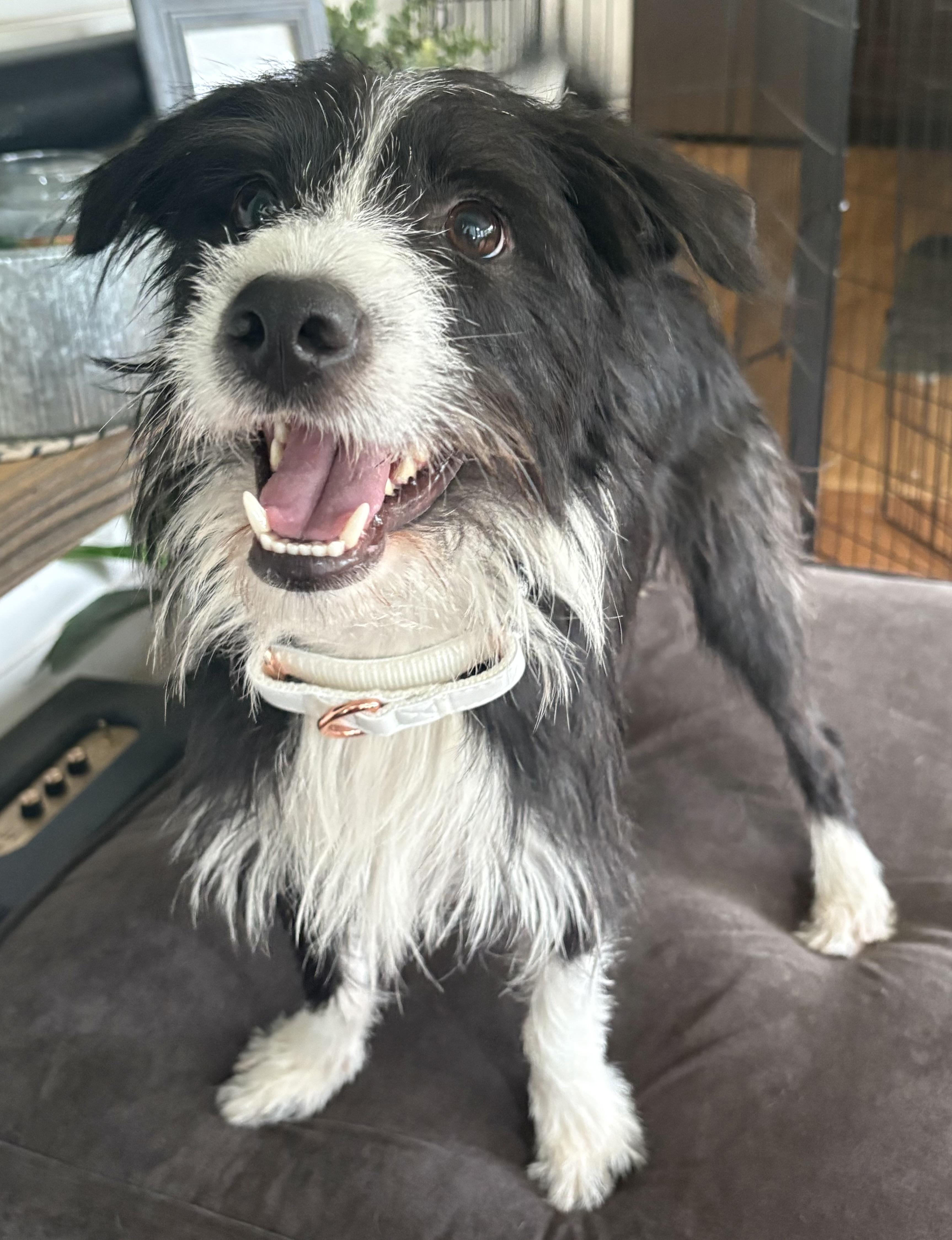Benjamin Leonard, adopted, Adult Male Mixed Breed.