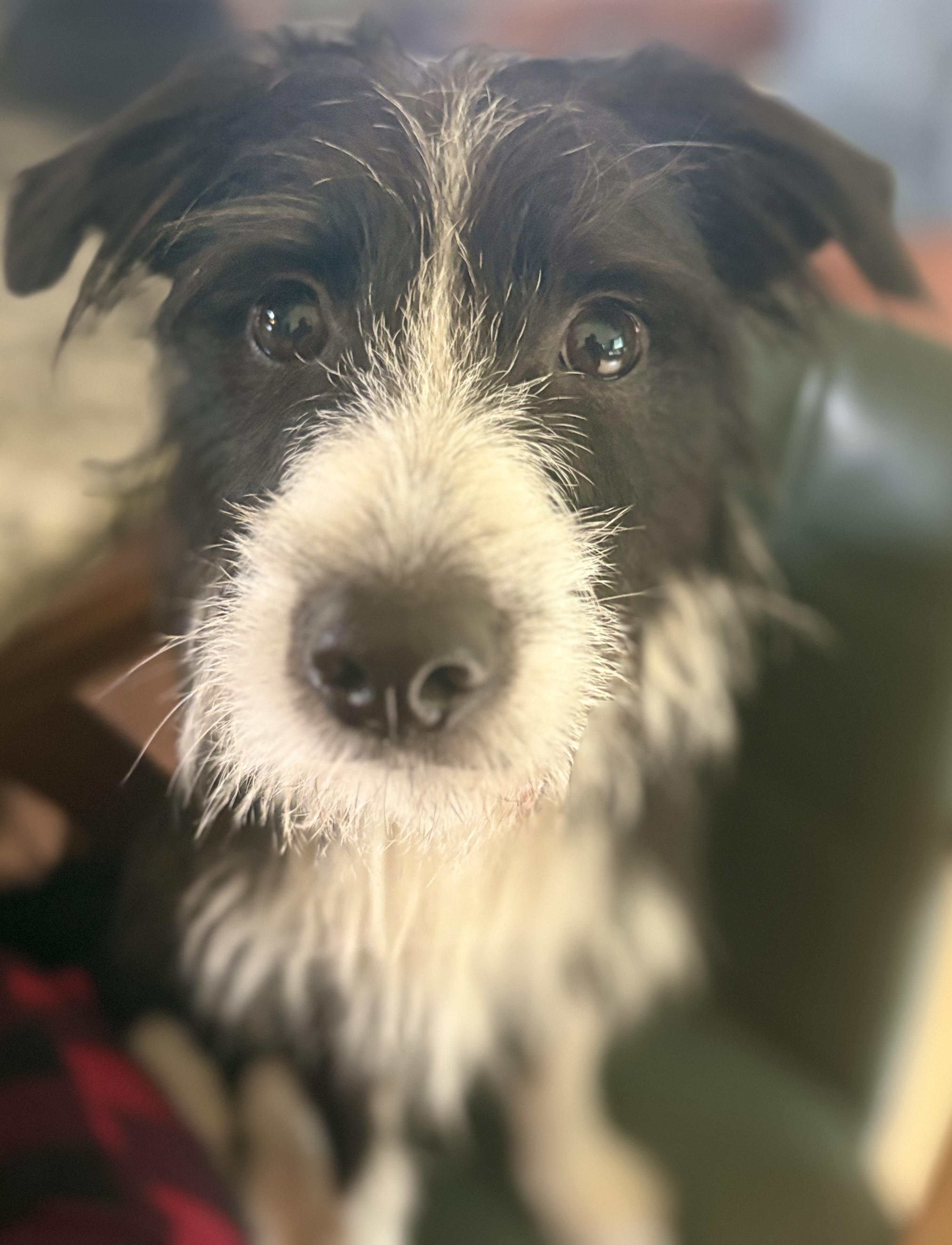 Enlarge Benjamin Leonard, an adopted mixed breed in Chelmsford, MA image 5/5
