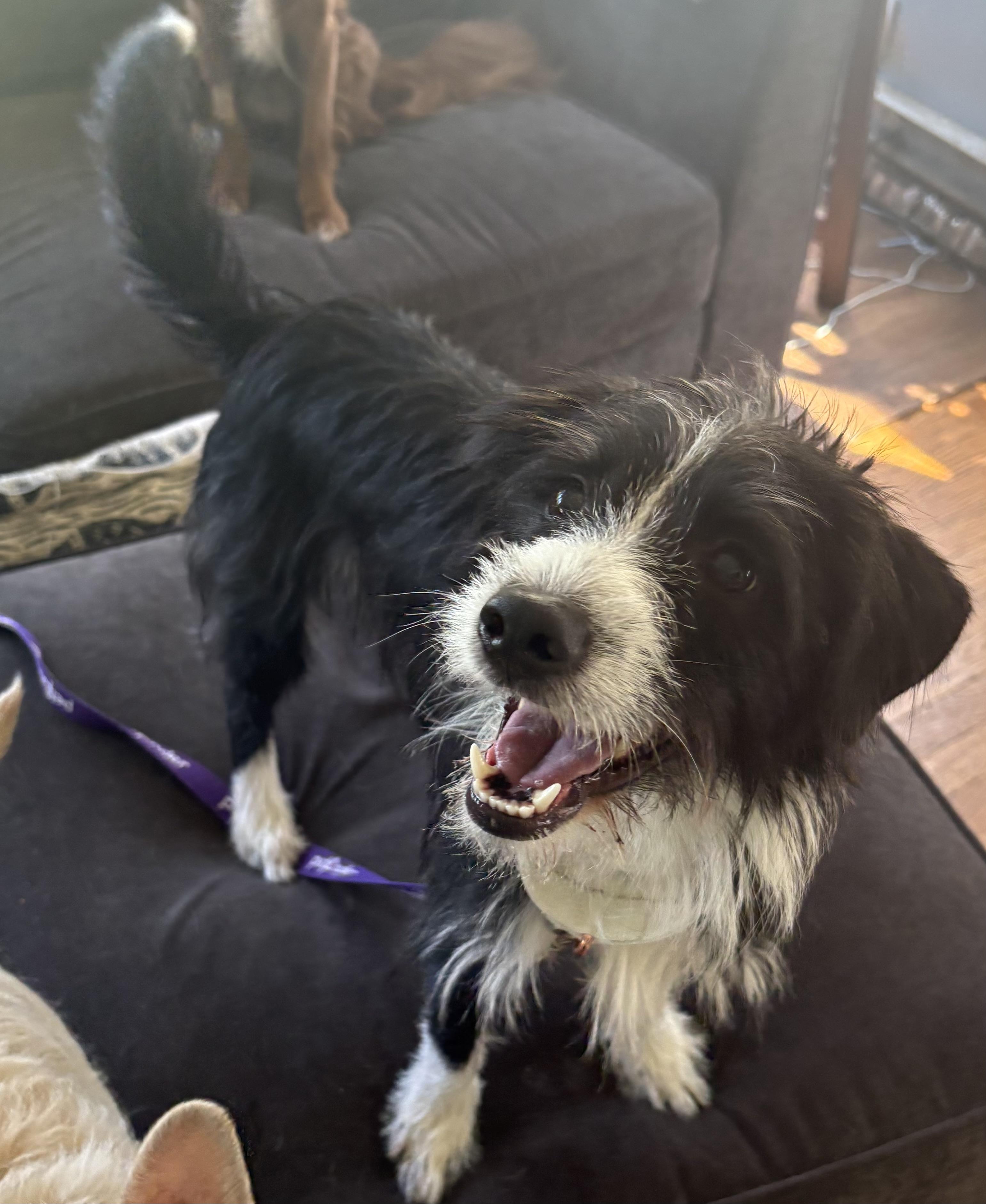 Enlarge Benjamin Leonard, an adopted mixed breed in Chelmsford, MA image 2/5