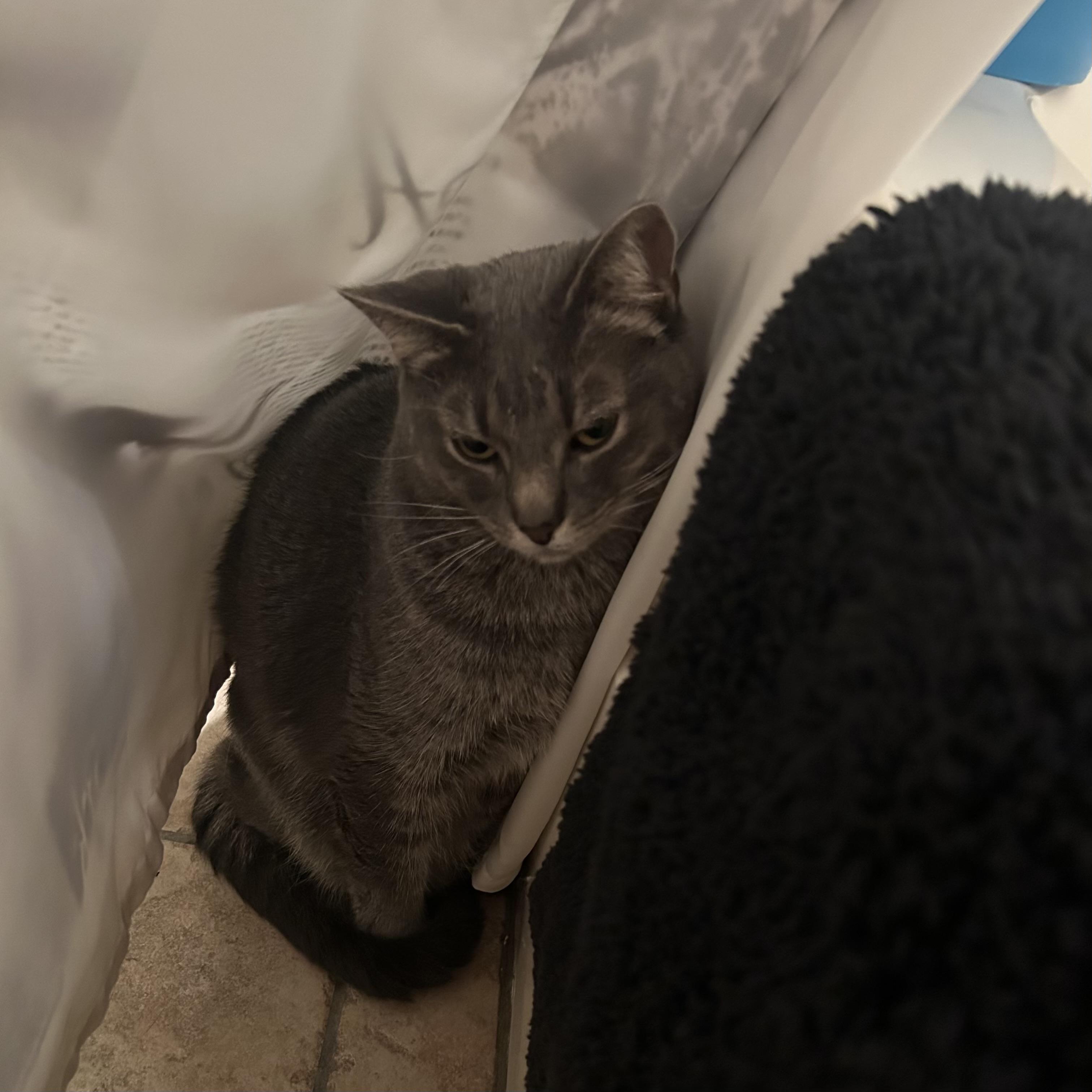 Enlarge Tuna, a ADOPTABLE Russian Blue in Bentonville, AR image 2/2