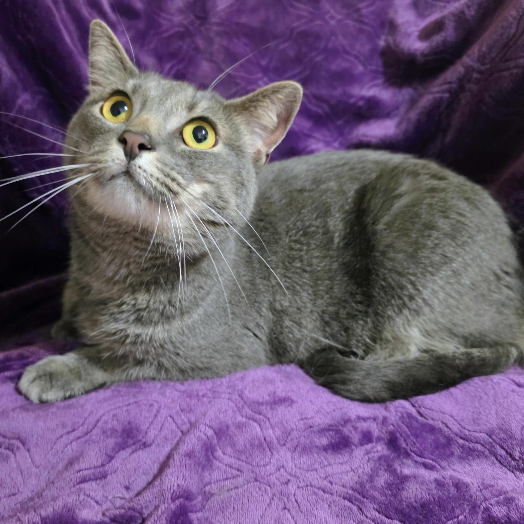 Tuna, ADOPTABLE, Young Female Russian Blue.