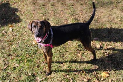 Bella, Adoptable, Adult Female Hound & Mixed Breed.