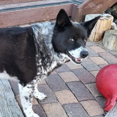 Shadow, Adult Male Border Collie