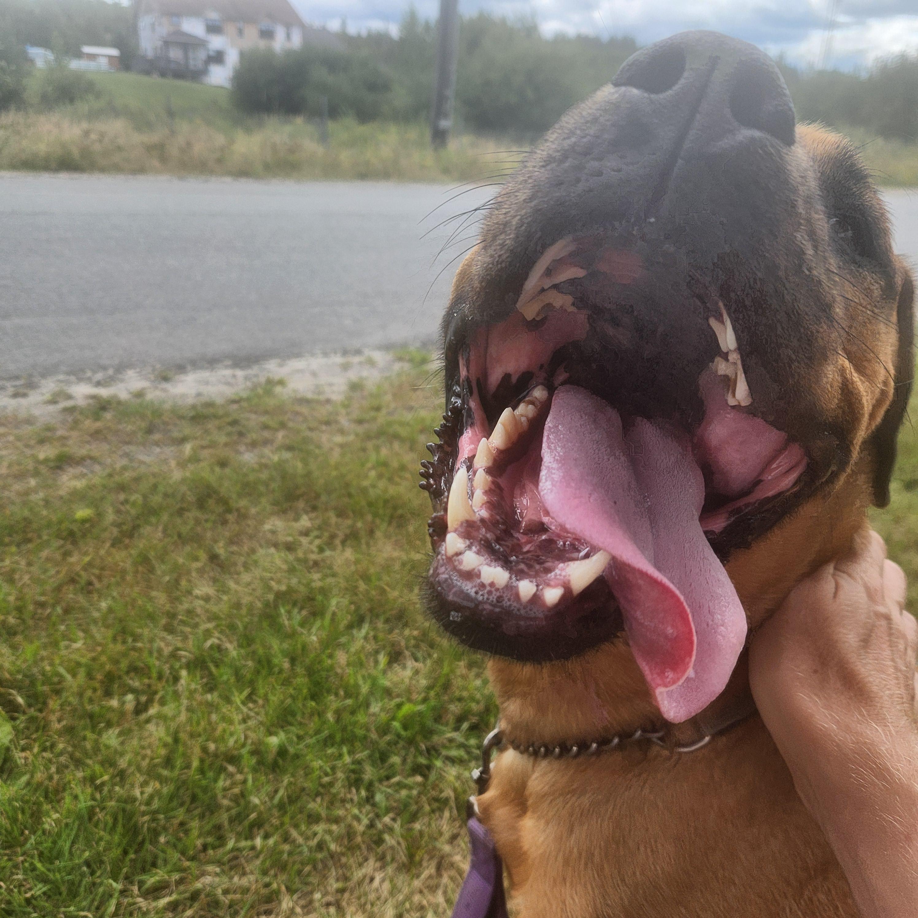 Enlarge Harley, a Adoptable mixed breed in Lively, ON image 1/5