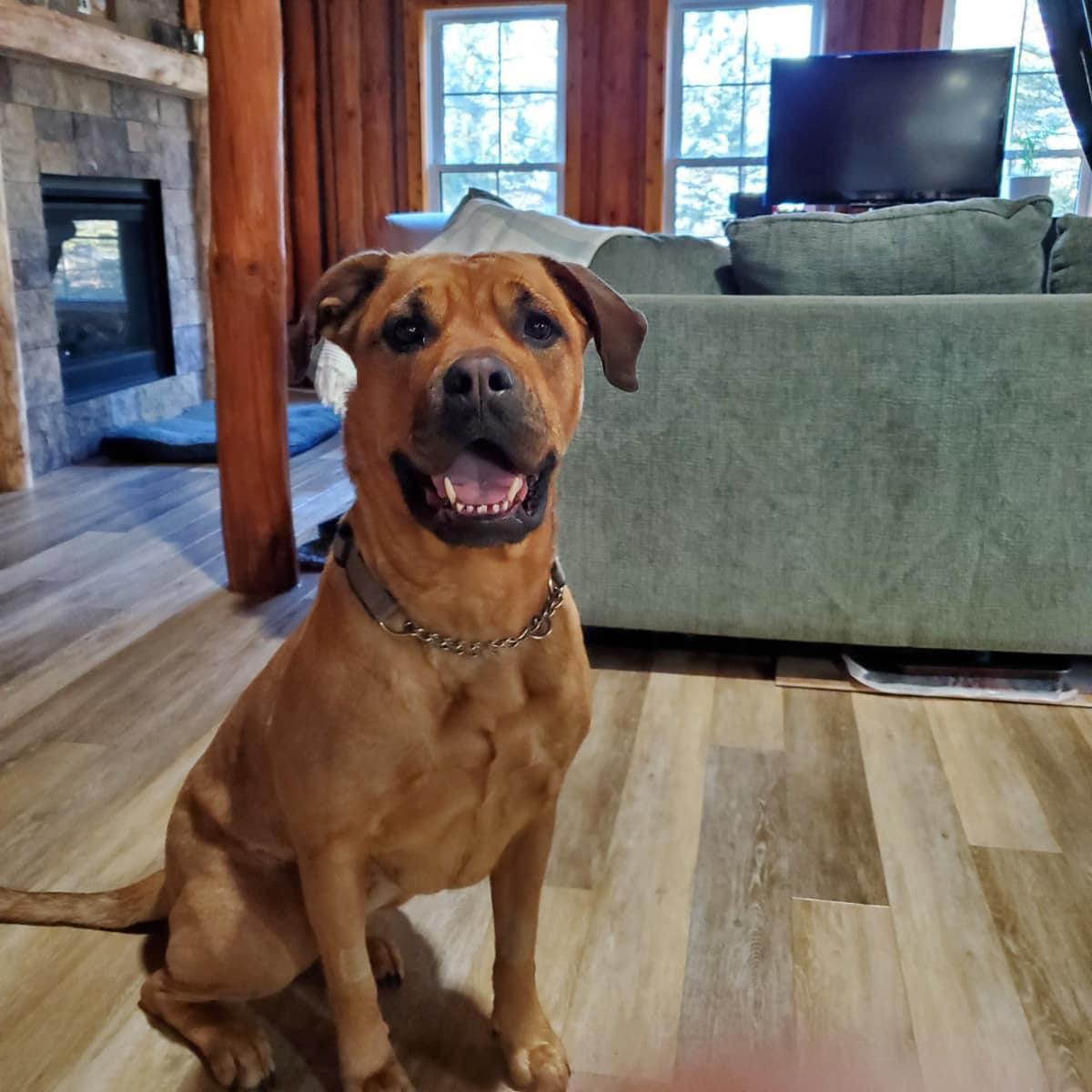 Harley, Adoptable, Adult Female Mastiff.