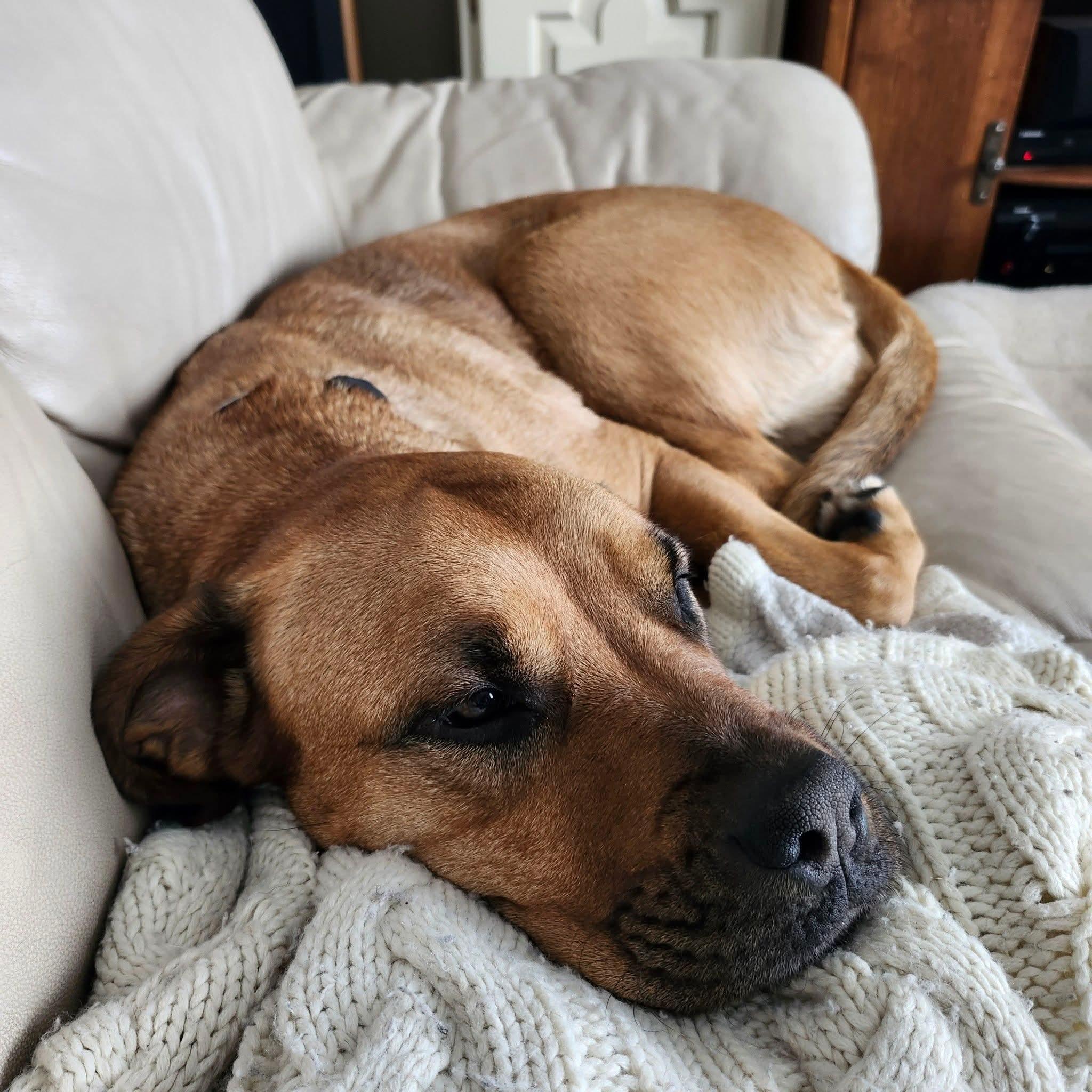 Enlarge Harley, a Adoptable mixed breed in Lively, ON image 3/5