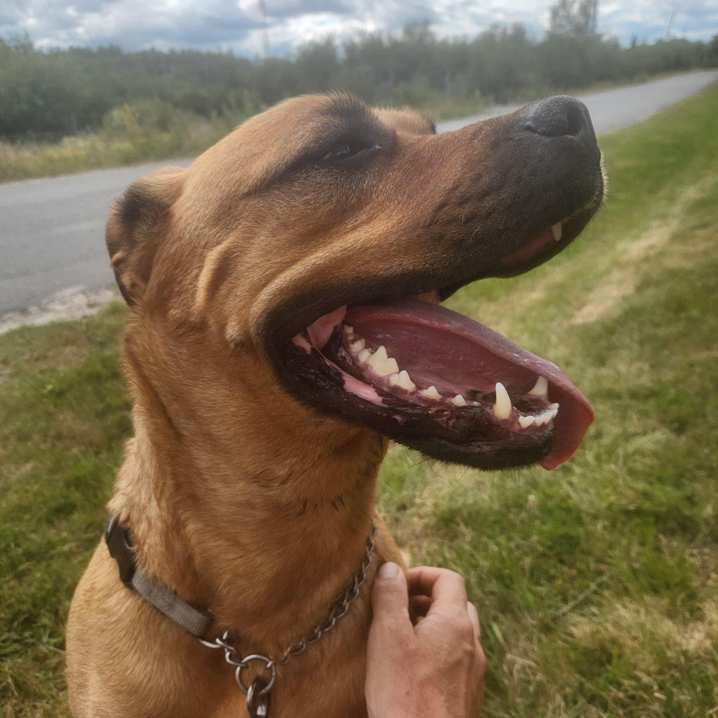 Enlarge Harley, a Adoptable mixed breed in Lively, ON image 4/5