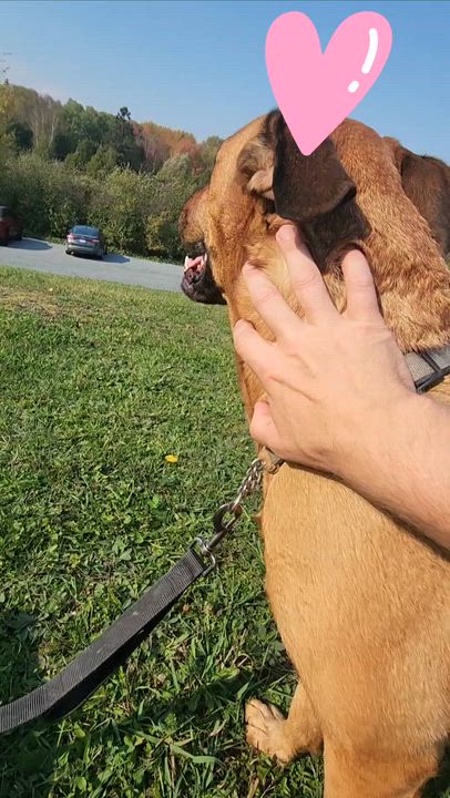 Enlarge Harley, a Adoptable mixed breed in Lively, ON video 5/5