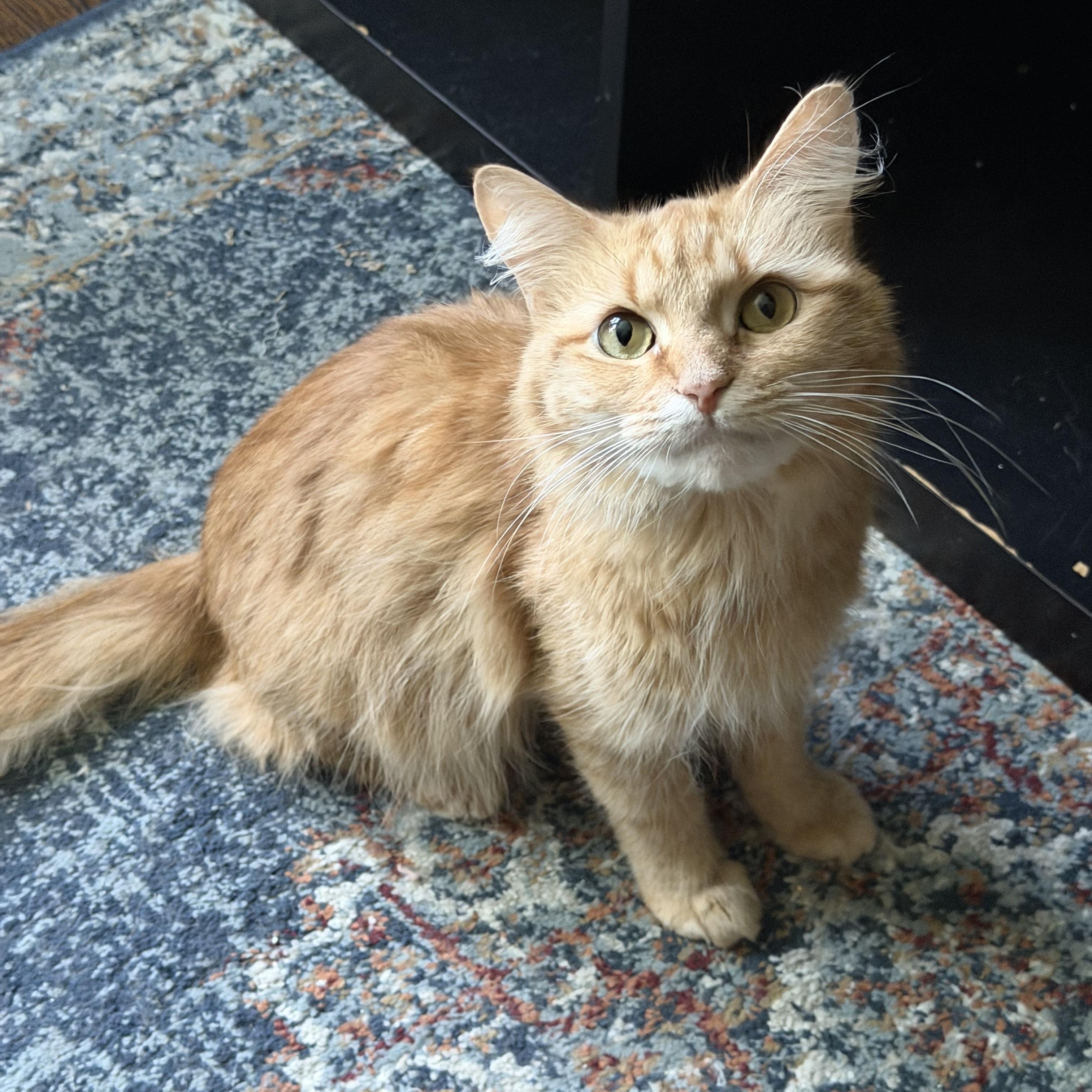 Clementine, Adoptable, Young Female Domestic Long Hair.