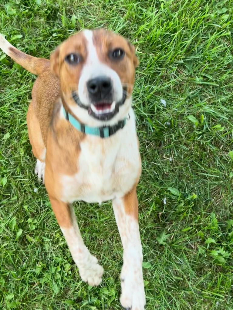 Shakira (Aqua), Adoptable, Puppy Female Mixed Breed.
