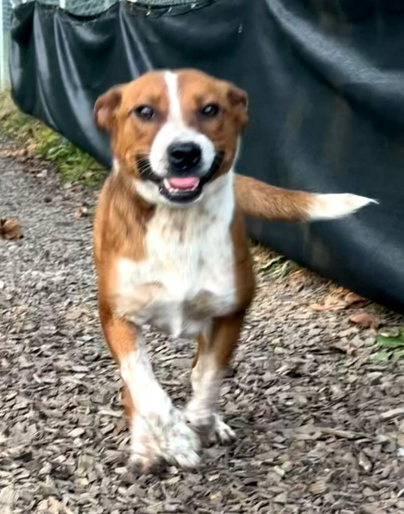 Enlarge Shakira (Aqua), a Adoptable mixed breed in Greencastle, IN image 2/3
