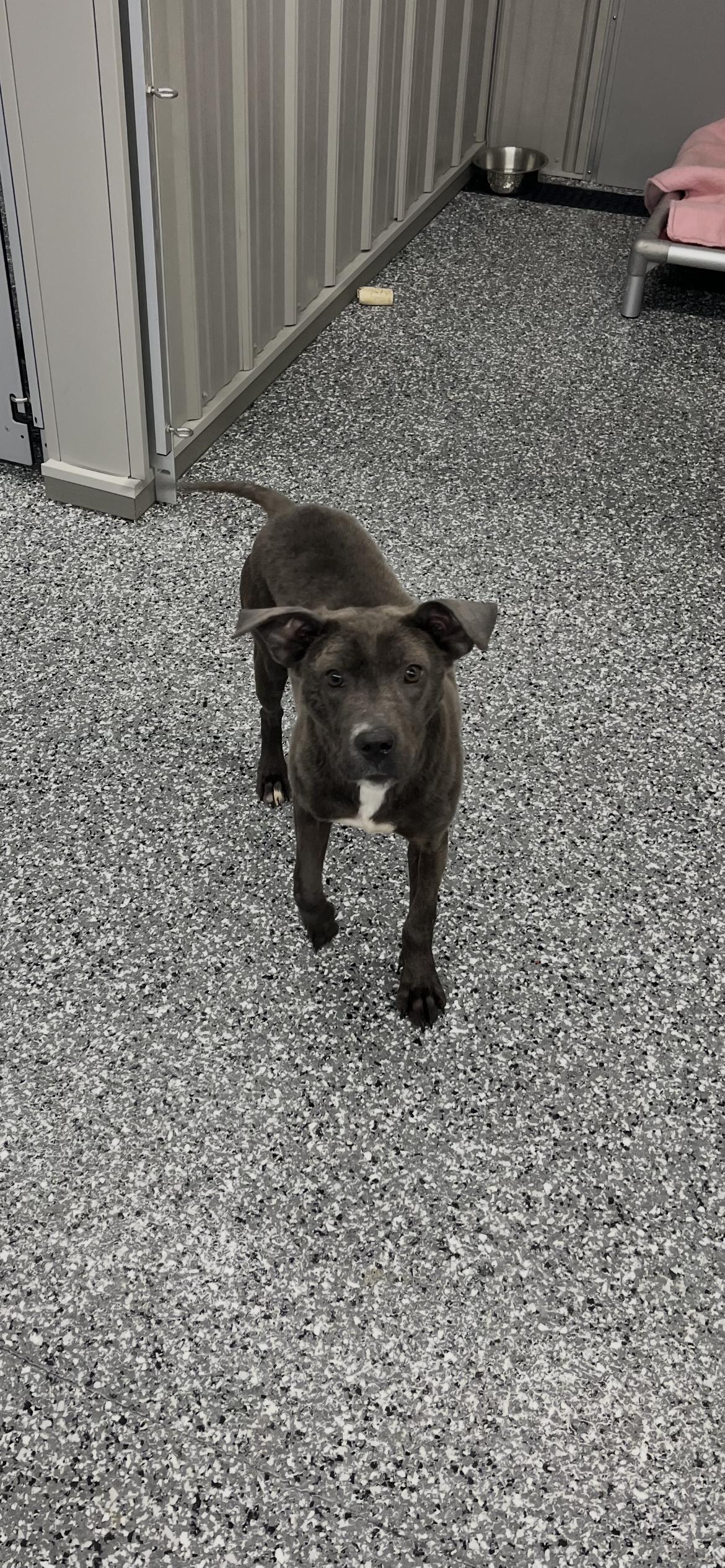 Annie, ADOPTABLE, Young Female Mixed Breed.