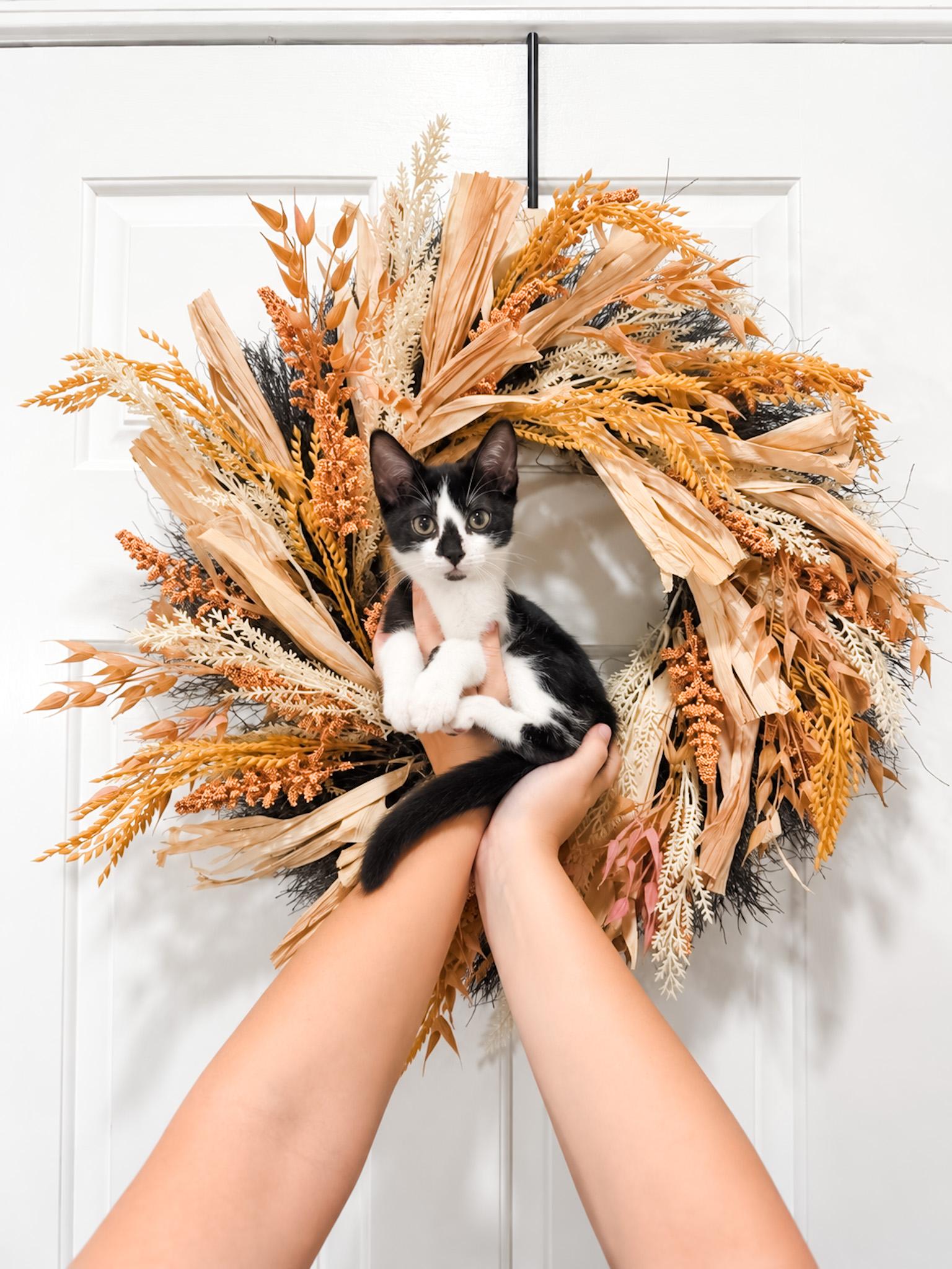 Pickles, Adoptable, Kitten Male Domestic Short Hair.