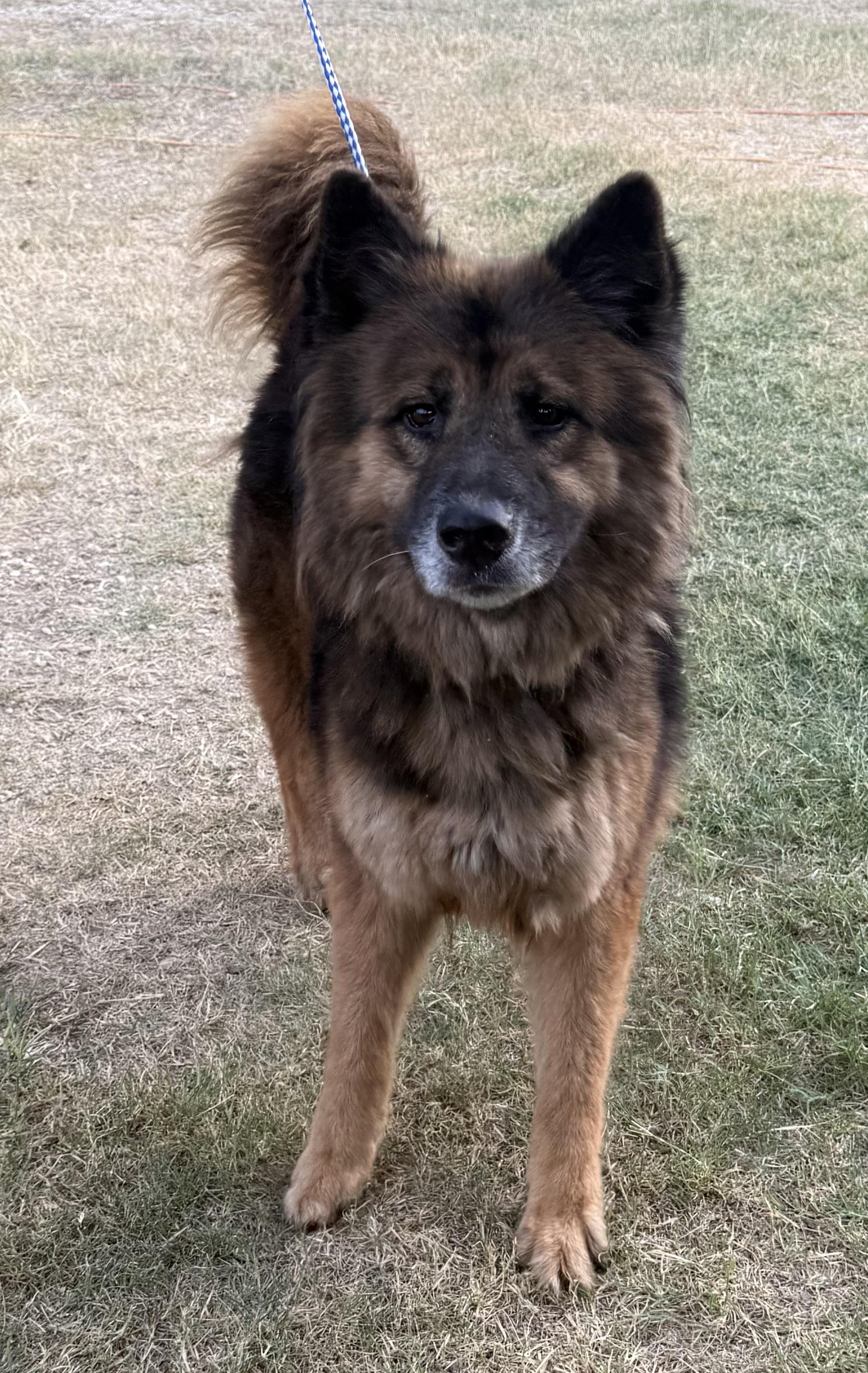 Enlarge Belle, a ADOPTABLE mixed breed in Round Rock, TX image 4/4