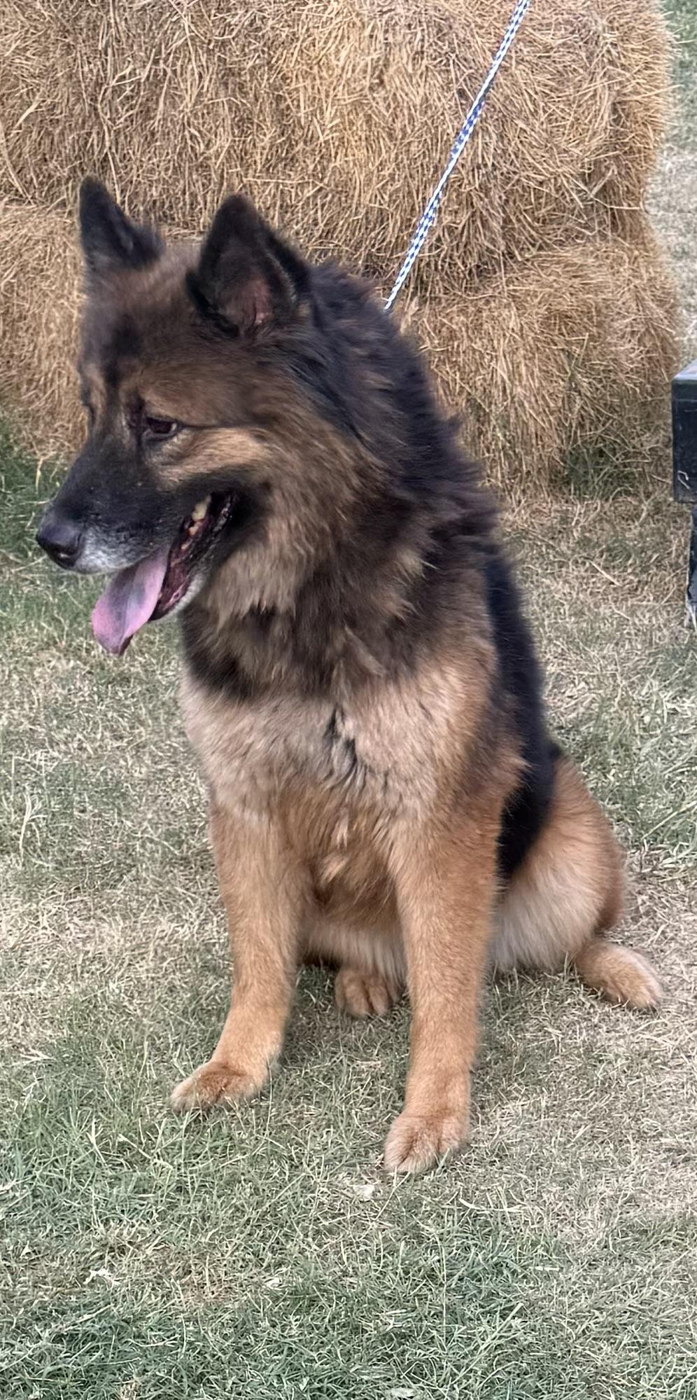 Enlarge Belle, a ADOPTABLE mixed breed in Round Rock, TX image 3/4