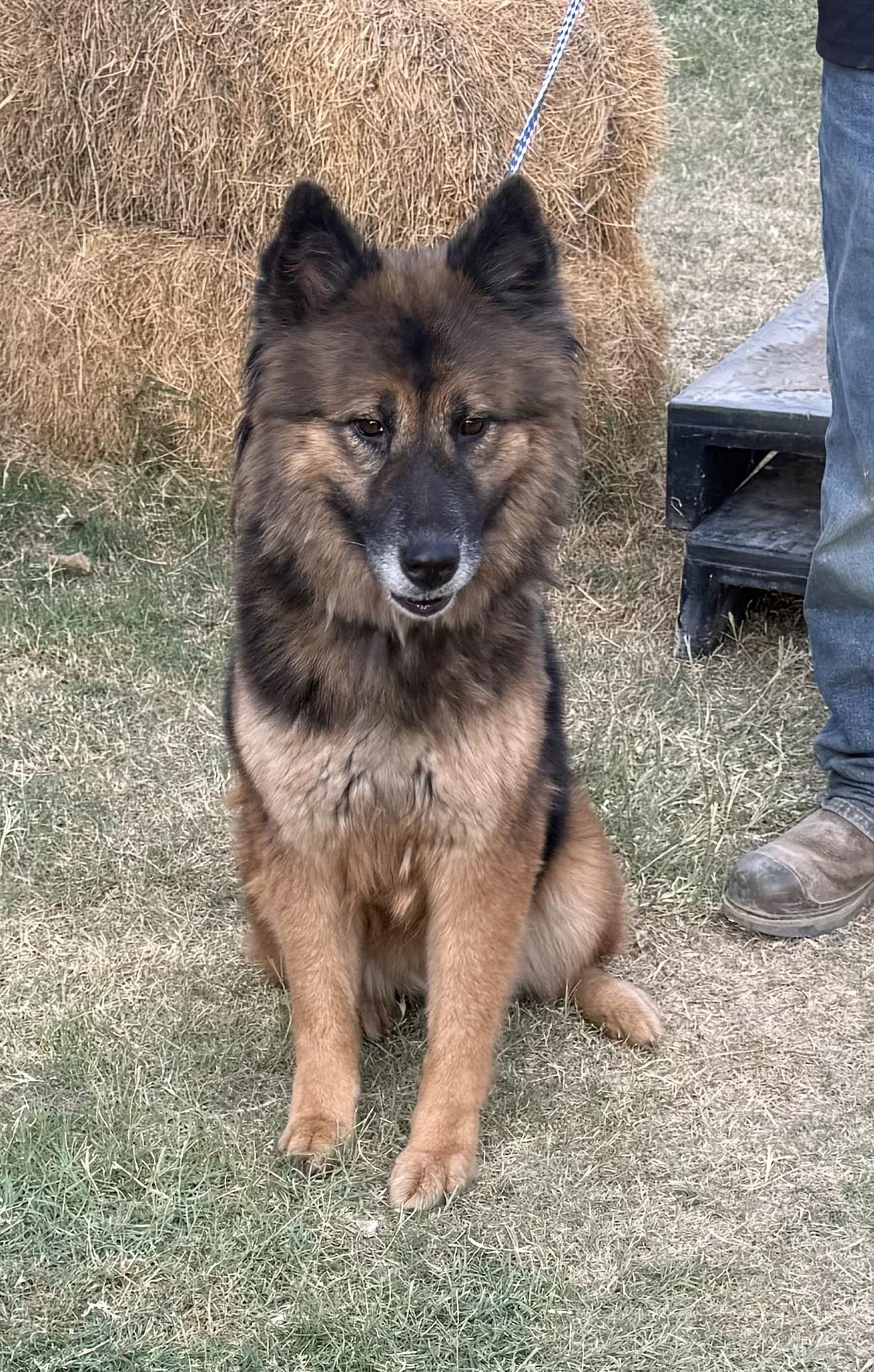 Enlarge Belle, a ADOPTABLE mixed breed in Round Rock, TX image 1/4