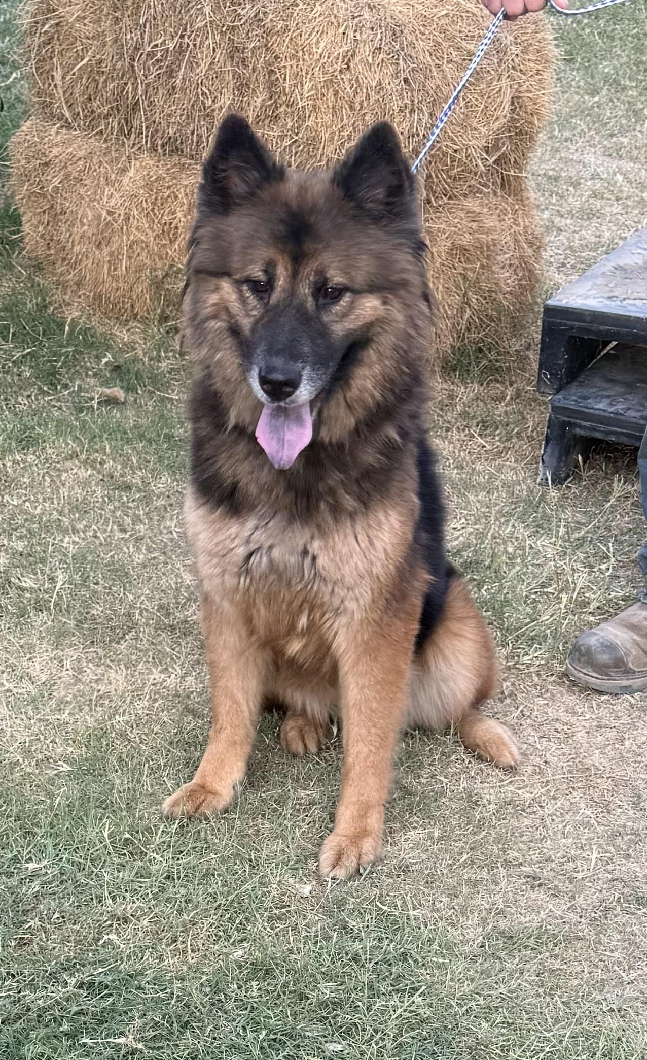 Enlarge Belle, a ADOPTABLE mixed breed in Round Rock, TX image 2/4
