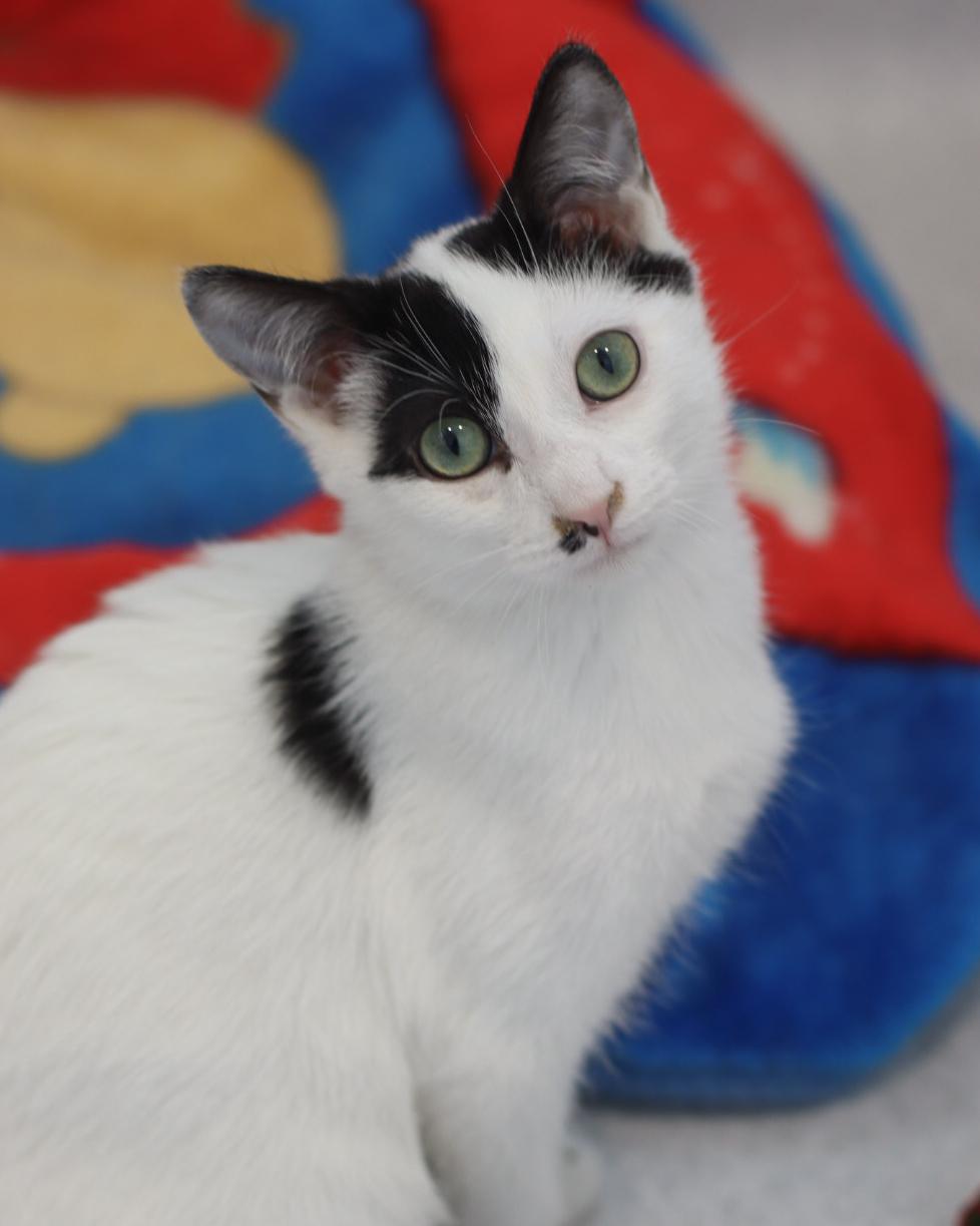 Enlarge Nico, a Adoptable mixed breed in Steinbach, MB image 1/6