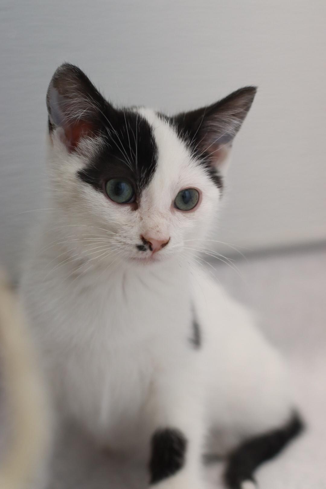 Enlarge Nico, a Adoptable mixed breed in Steinbach, MB image 1/6