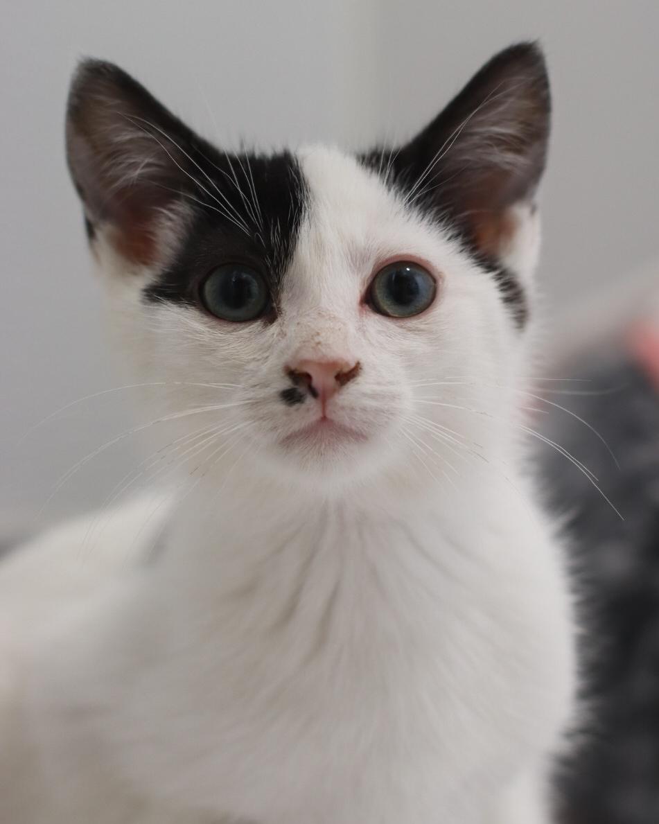 Enlarge Nico, a Adoptable mixed breed in Steinbach, MB image 2/6