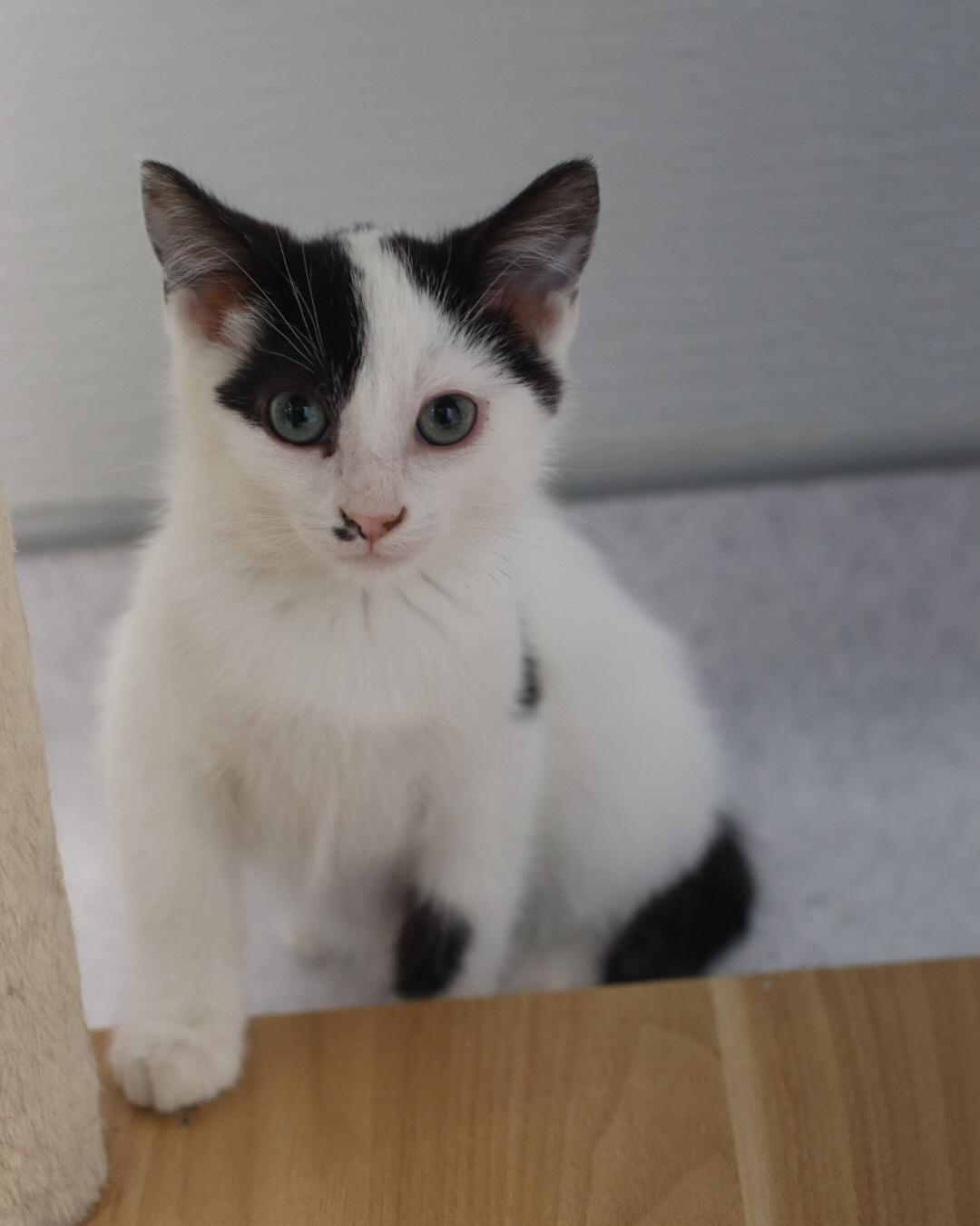 Enlarge Nico, a Adoptable mixed breed in Steinbach, MB image 3/6