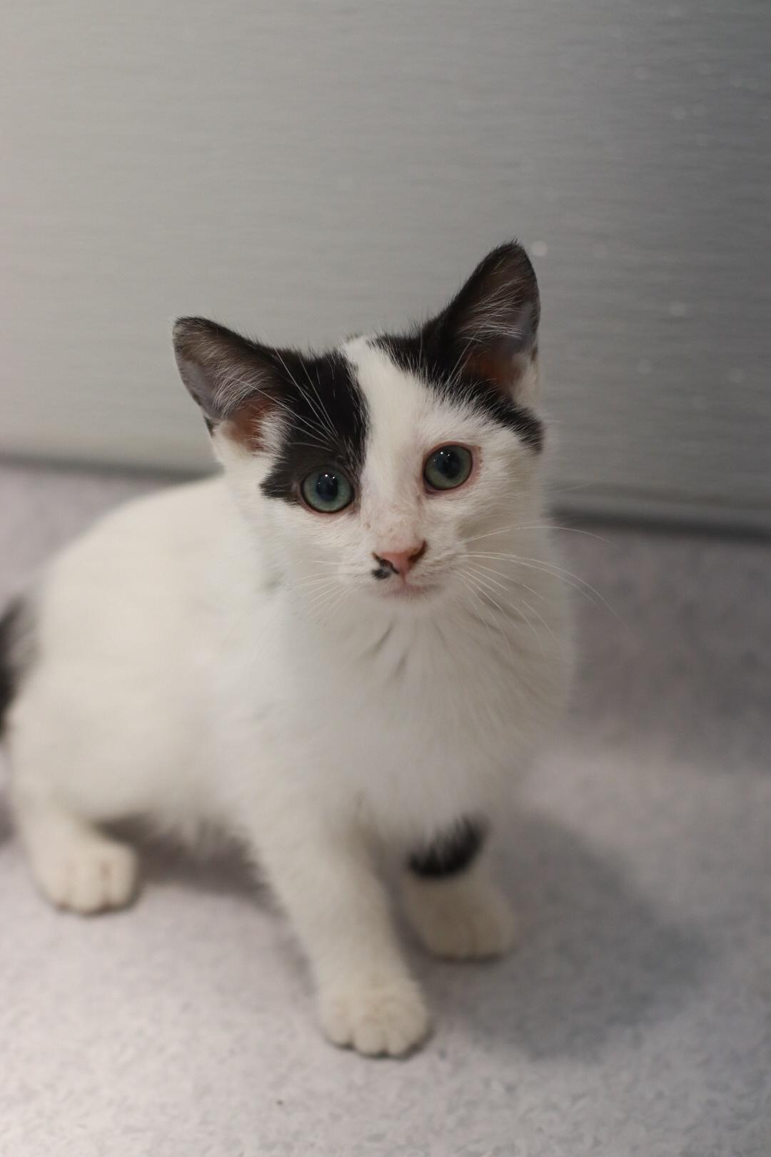 Enlarge Nico, a Adoptable mixed breed in Steinbach, MB image 4/6