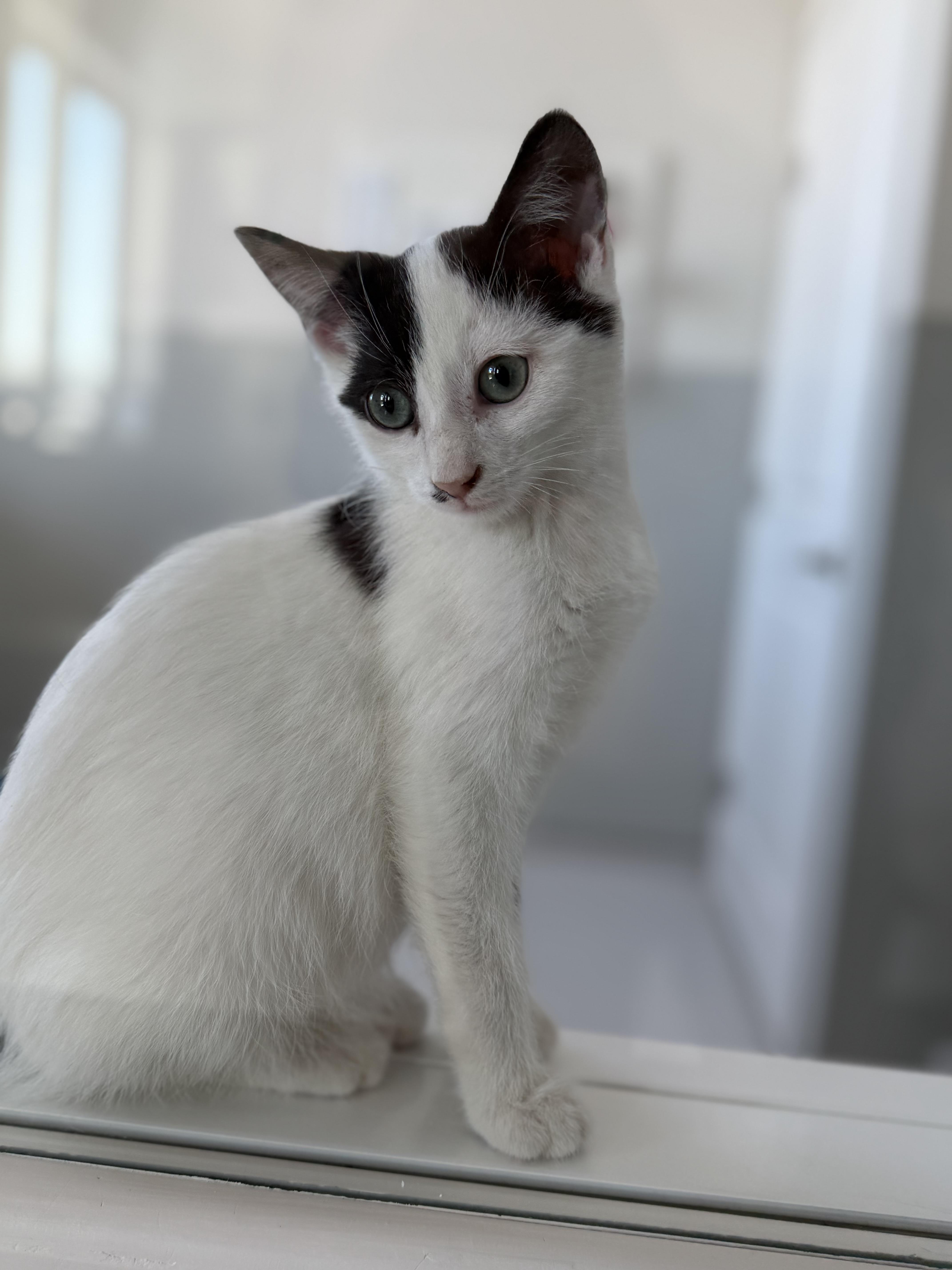 Enlarge Nico, a Adoptable mixed breed in Steinbach, MB image 5/6