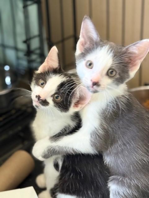 Chevy & Caddie, a Adoptable Domestic Short Hair in Closter, NJ image 1/6