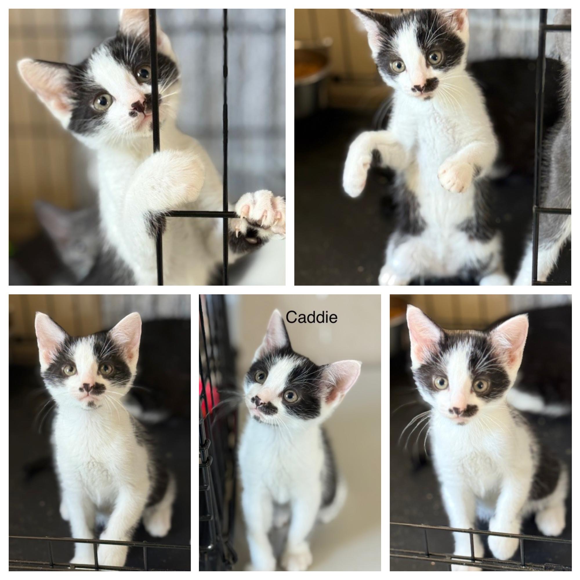 Chevy & Caddie, a Adoptable Domestic Short Hair in Closter, NJ image 5/6