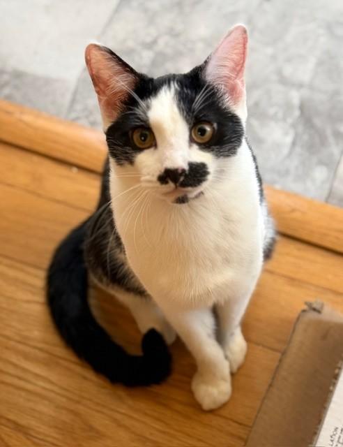 Enlarge Chevy & Caddie, a Adoptable Domestic Short Hair in Closter, NJ image 3/6