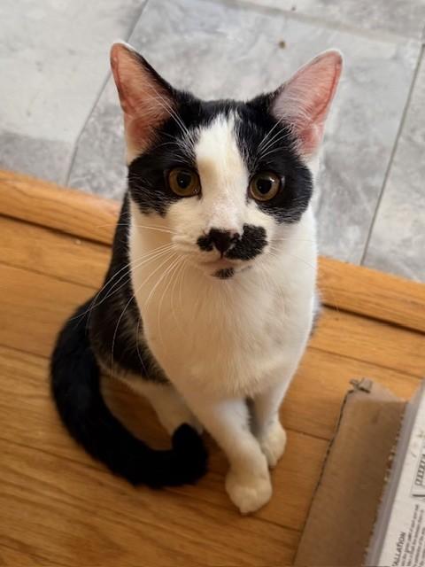 Enlarge Chevy & Caddie, a Adoptable Domestic Short Hair in Closter, NJ image 6/6