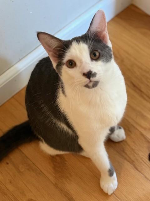 Enlarge Chevy & Caddie, a Adoptable Domestic Short Hair in Closter, NJ image 5/6