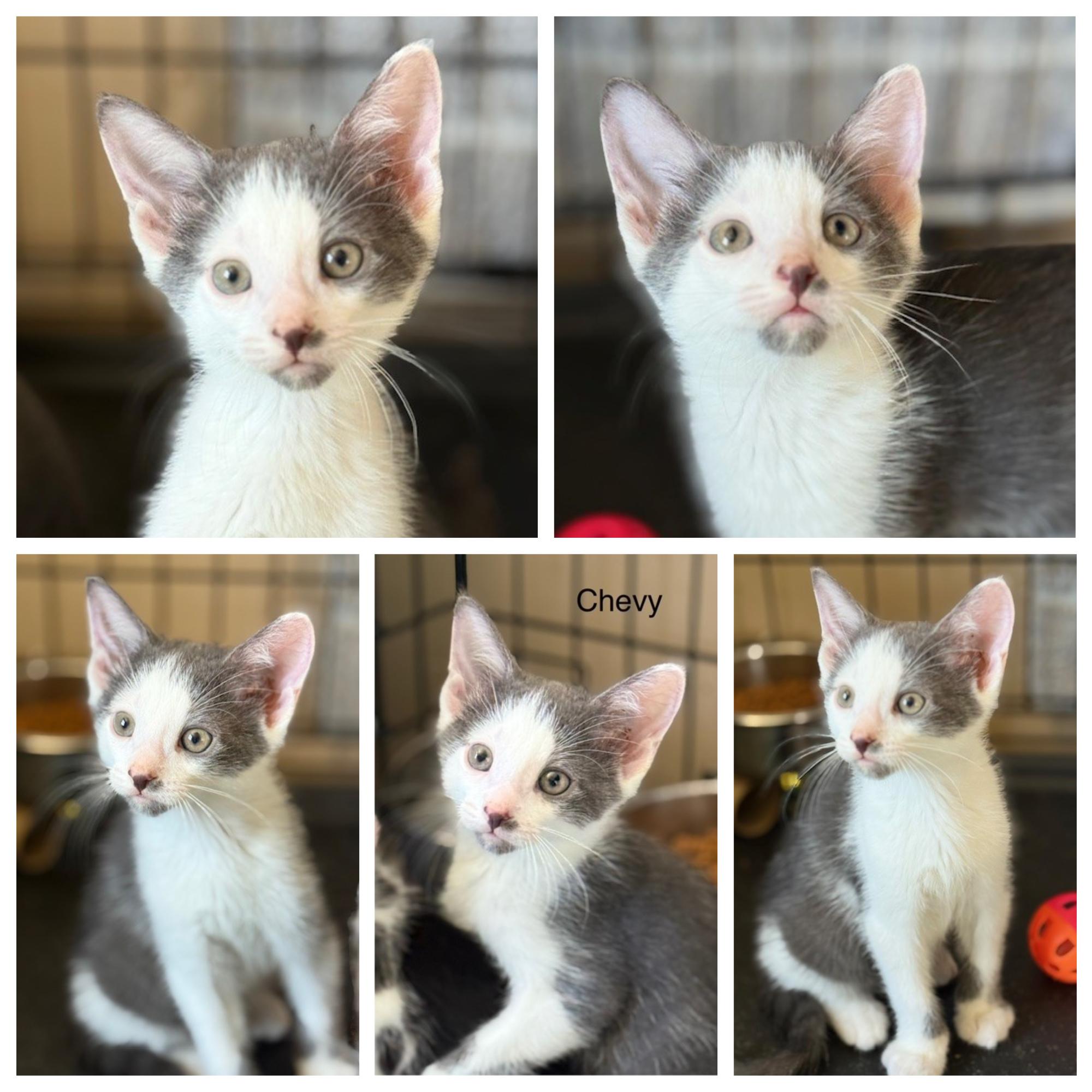 Chevy & Caddie, a Adoptable Domestic Short Hair in Closter, NJ image 6/6