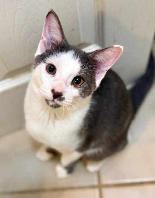 Chevy & Caddie, a Adoptable Domestic Short Hair in Closter, NJ image 2/6