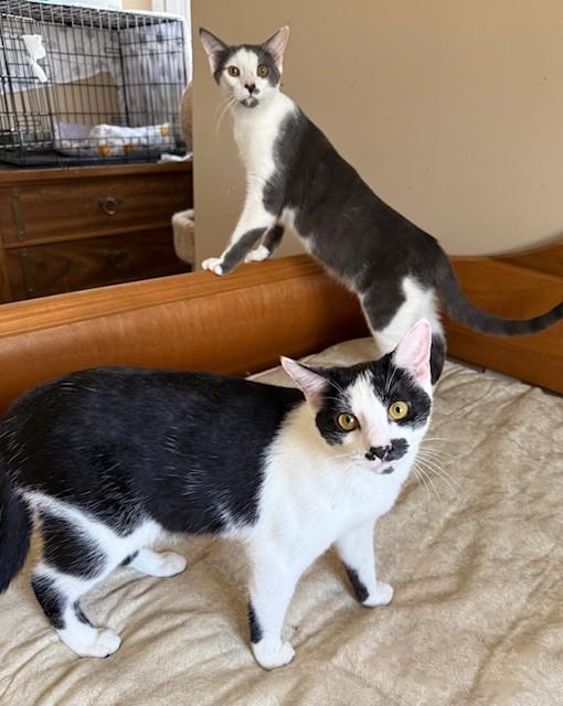 Chevy & Caddie, Adoptable, Kitten Male Domestic Short Hair.